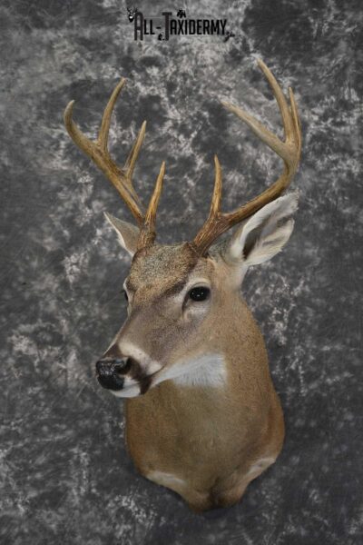 Texas 8 Point Whitetail taxidermy shoulder mount for sale SKU 1841