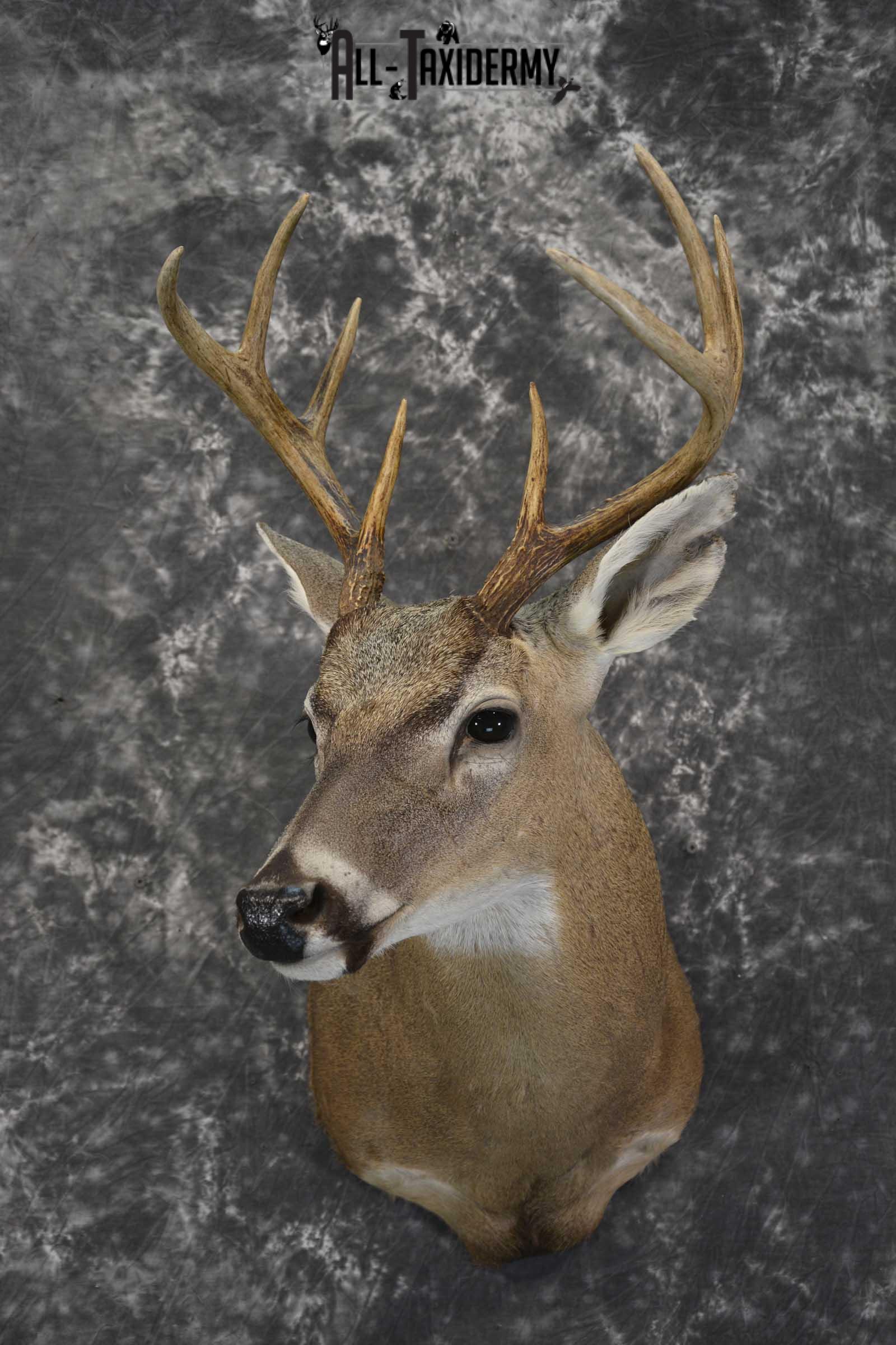 Texas 8 Point Whitetail taxidermy shoulder mount for sale SKU 1841