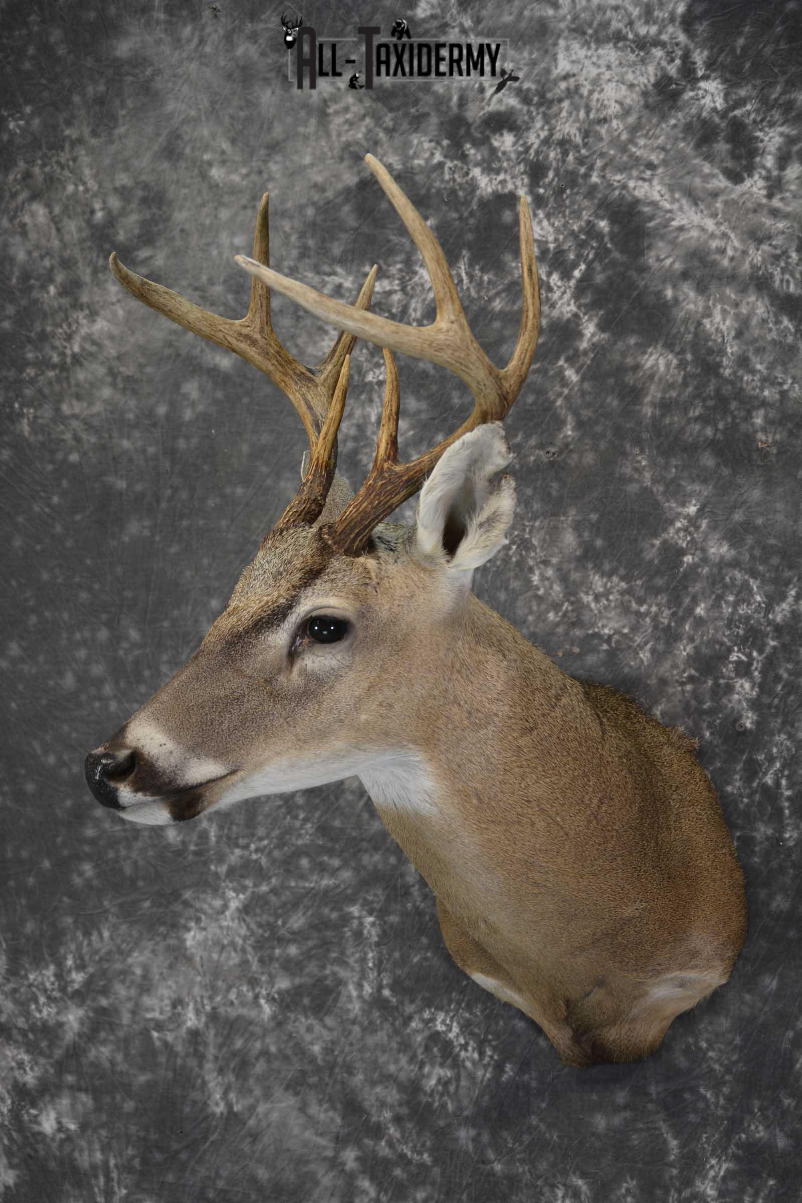 Texas 8 Point Whitetail taxidermy shoulder mount for sale SKU 1841 - Image 8