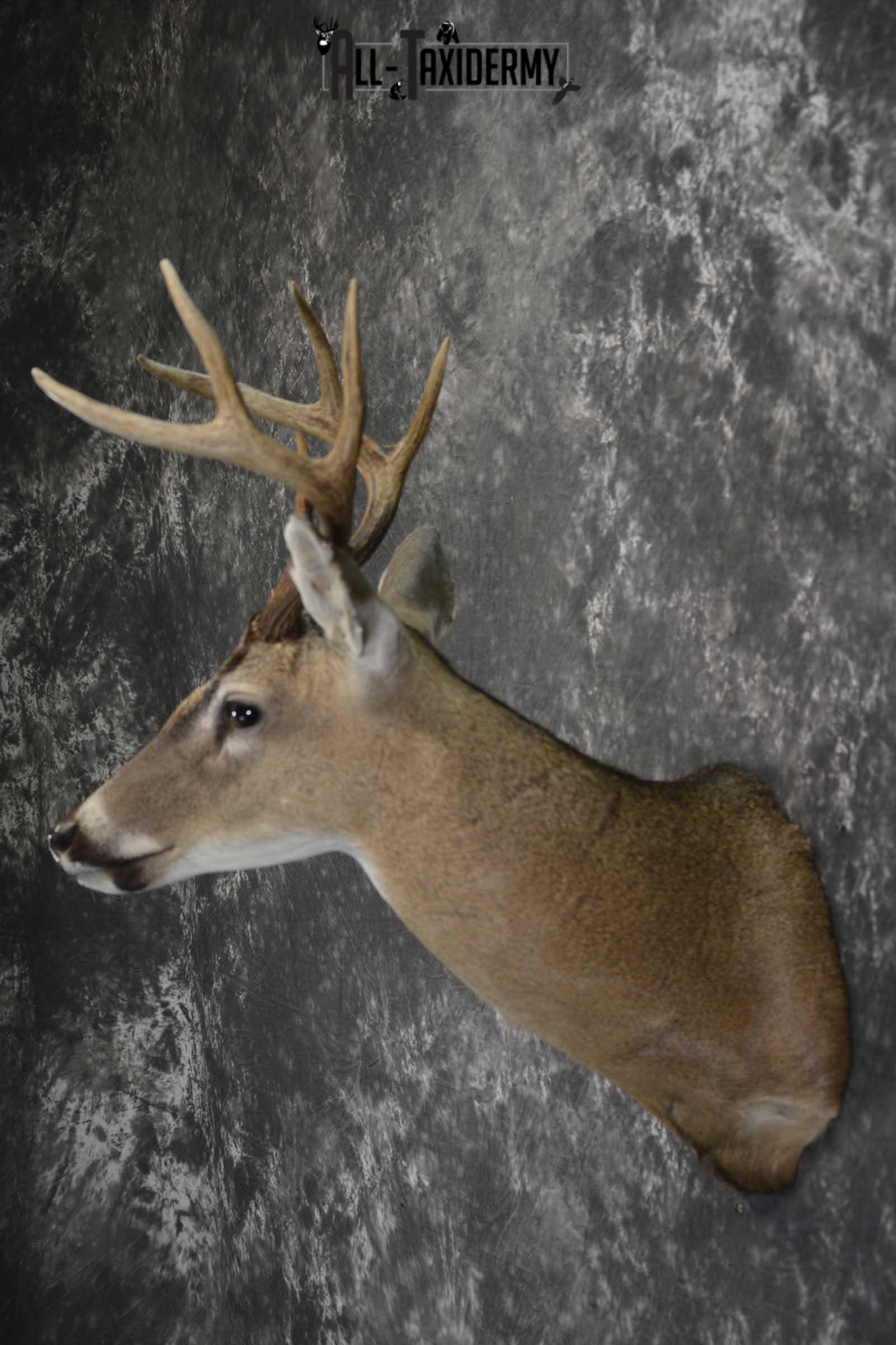Texas 8 Point Whitetail taxidermy shoulder mount for sale SKU 1841 - Image 7