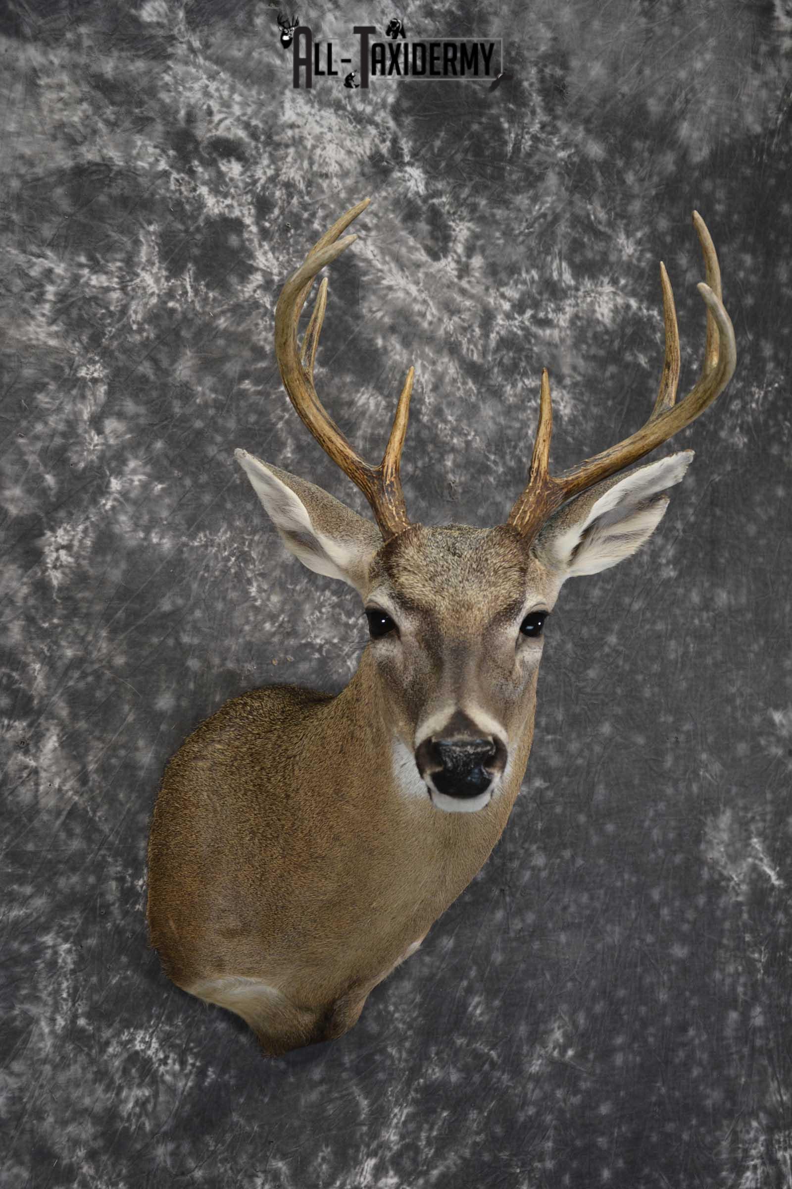 Texas 8 Point Whitetail taxidermy shoulder mount for sale SKU 1841 - Image 6