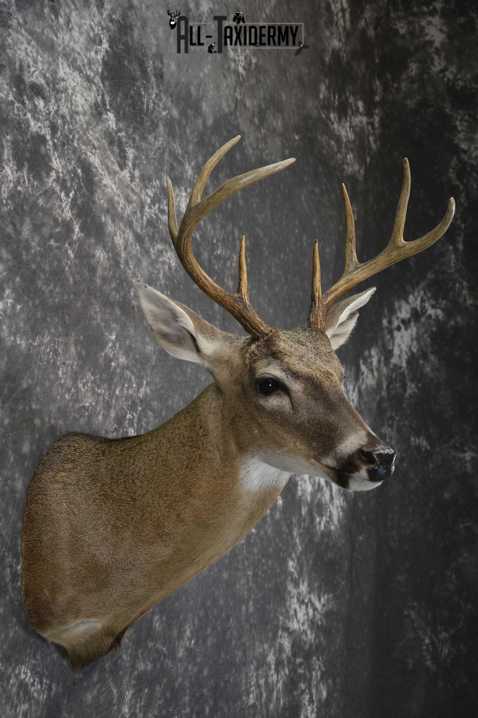 Texas 8 Point Whitetail taxidermy shoulder mount for sale SKU 1841 - Image 5