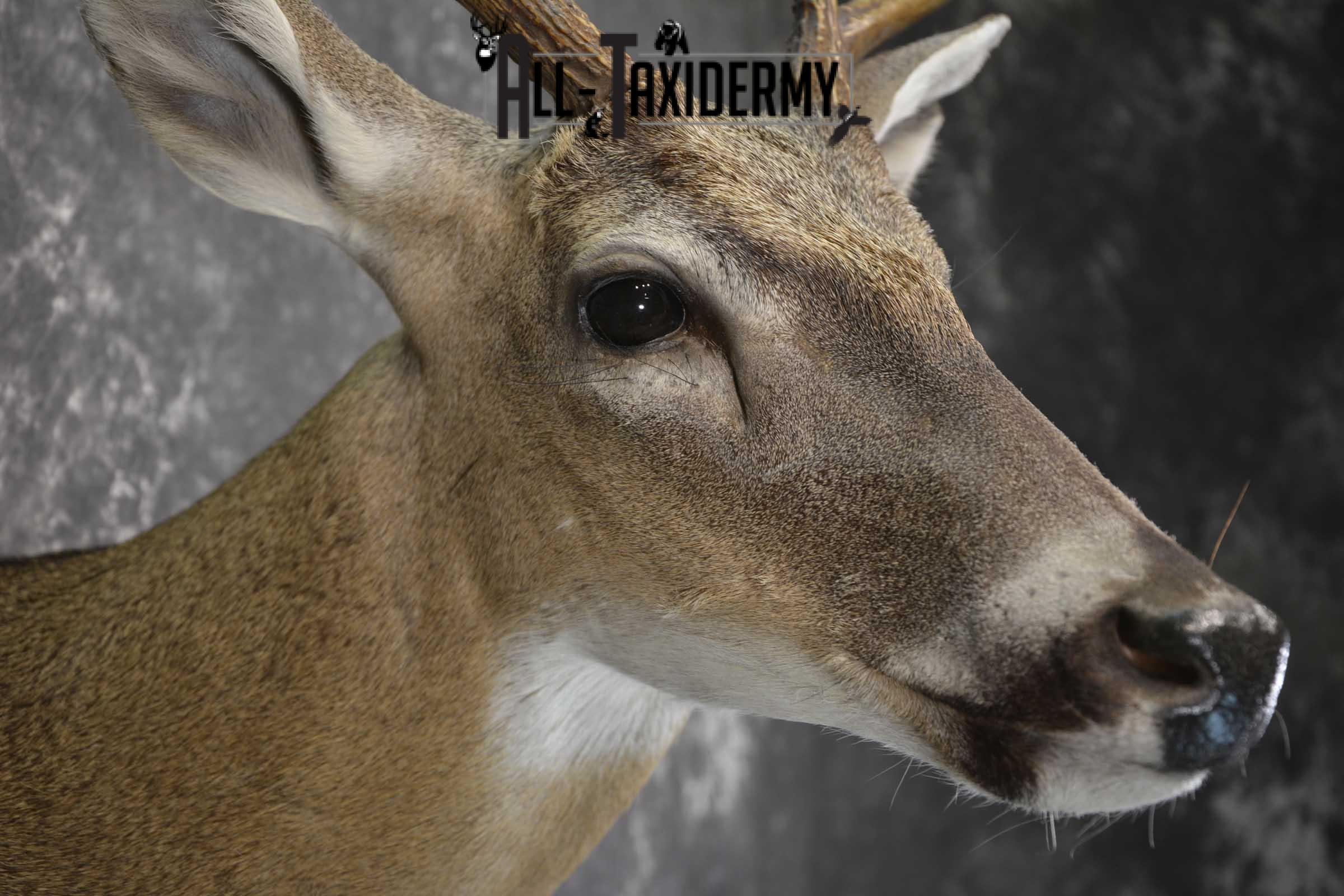 Texas 8 Point Whitetail taxidermy shoulder mount for sale SKU 1841 - Image 4