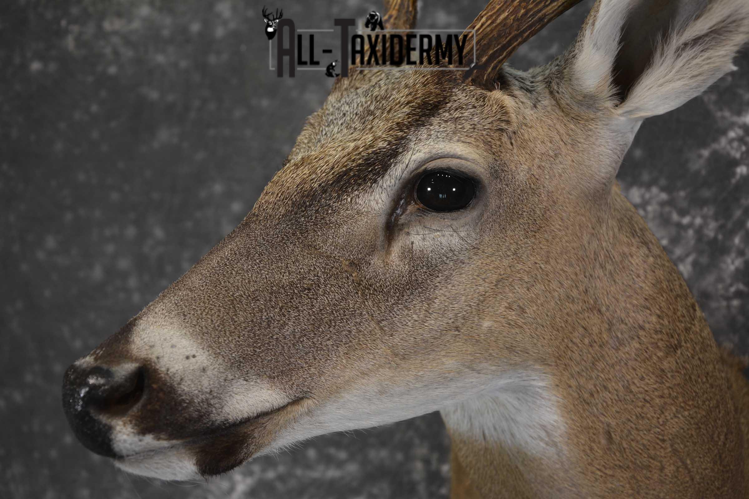 Texas 8 Point Whitetail taxidermy shoulder mount for sale SKU 1841 - Image 3