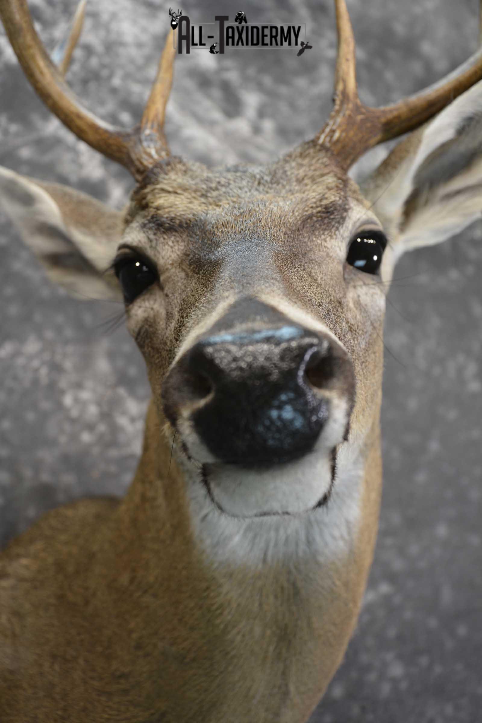 Texas 8 Point Whitetail taxidermy shoulder mount for sale SKU 1841 - Image 2