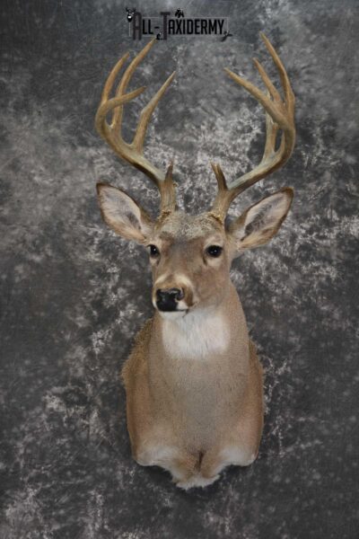 Whitetail taxidermy shoulder mount for sale SKU 1842