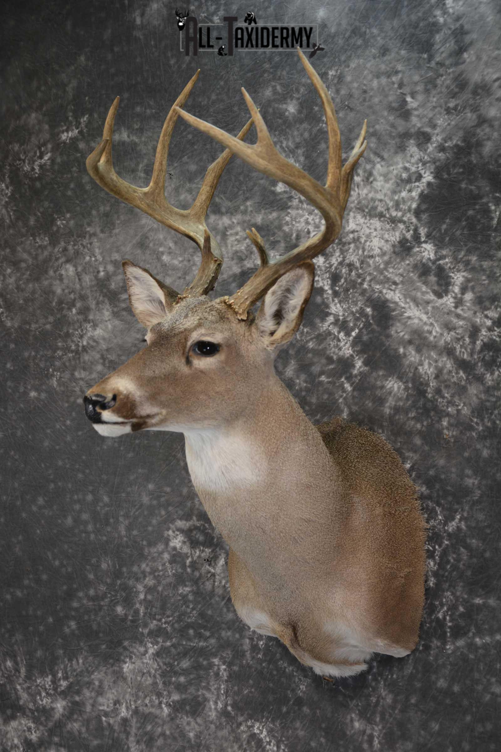 Whitetail taxidermy shoulder mount for sale SKU 1842 - Image 8