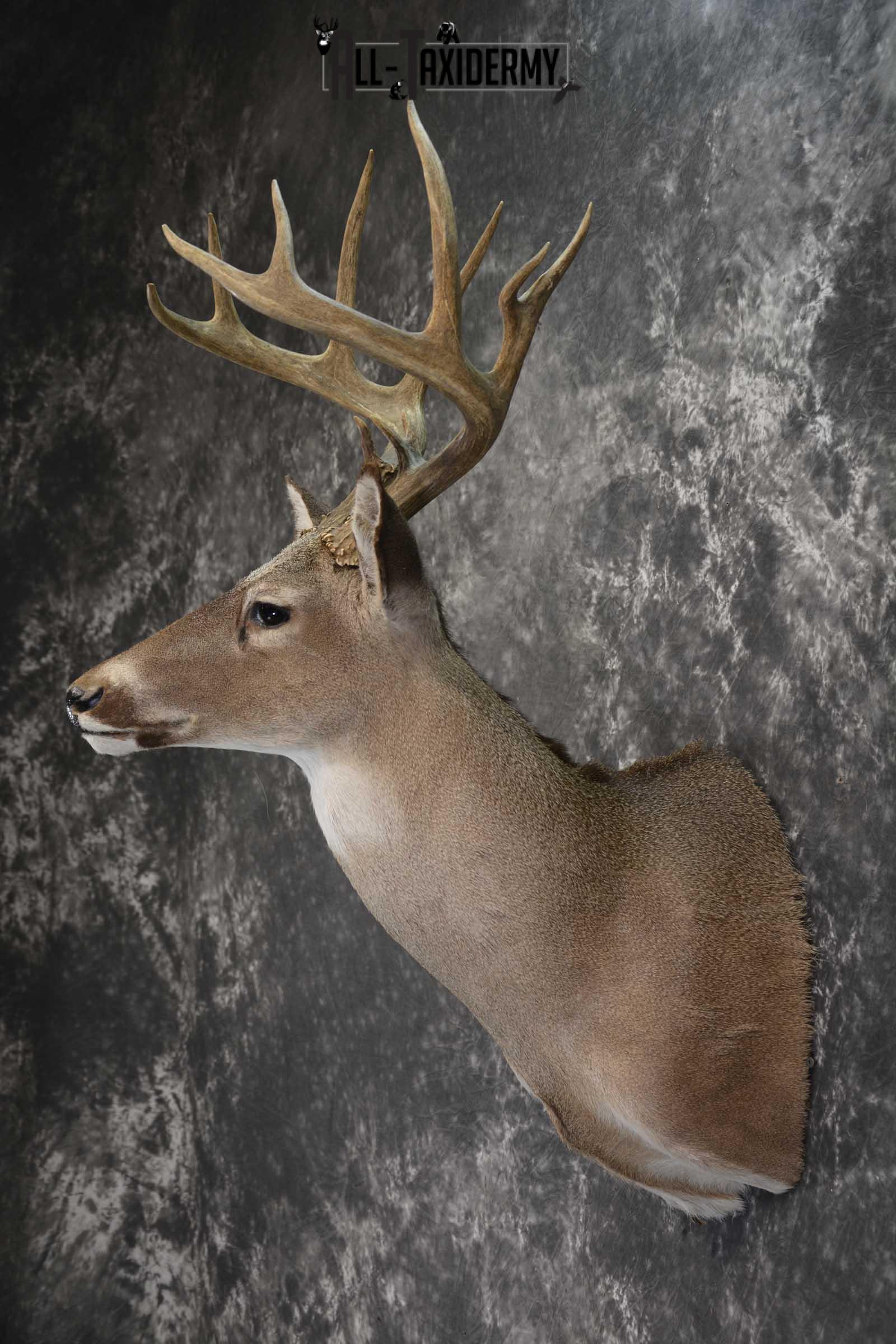 Whitetail taxidermy shoulder mount for sale SKU 1842 - Image 7