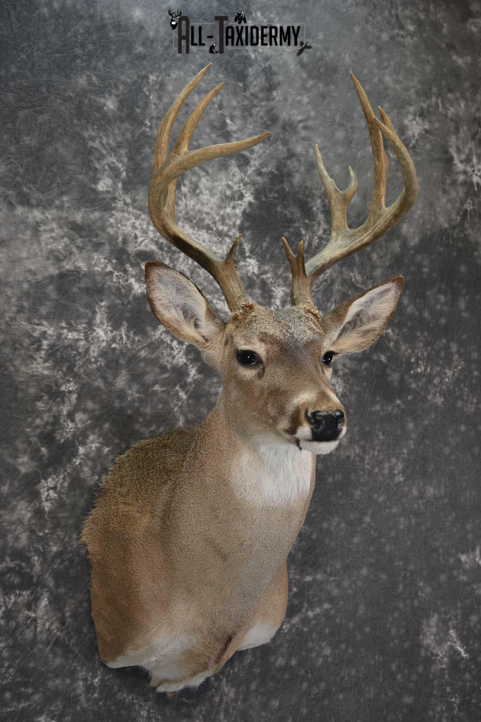 Whitetail taxidermy shoulder mount for sale SKU 1842 - Image 6