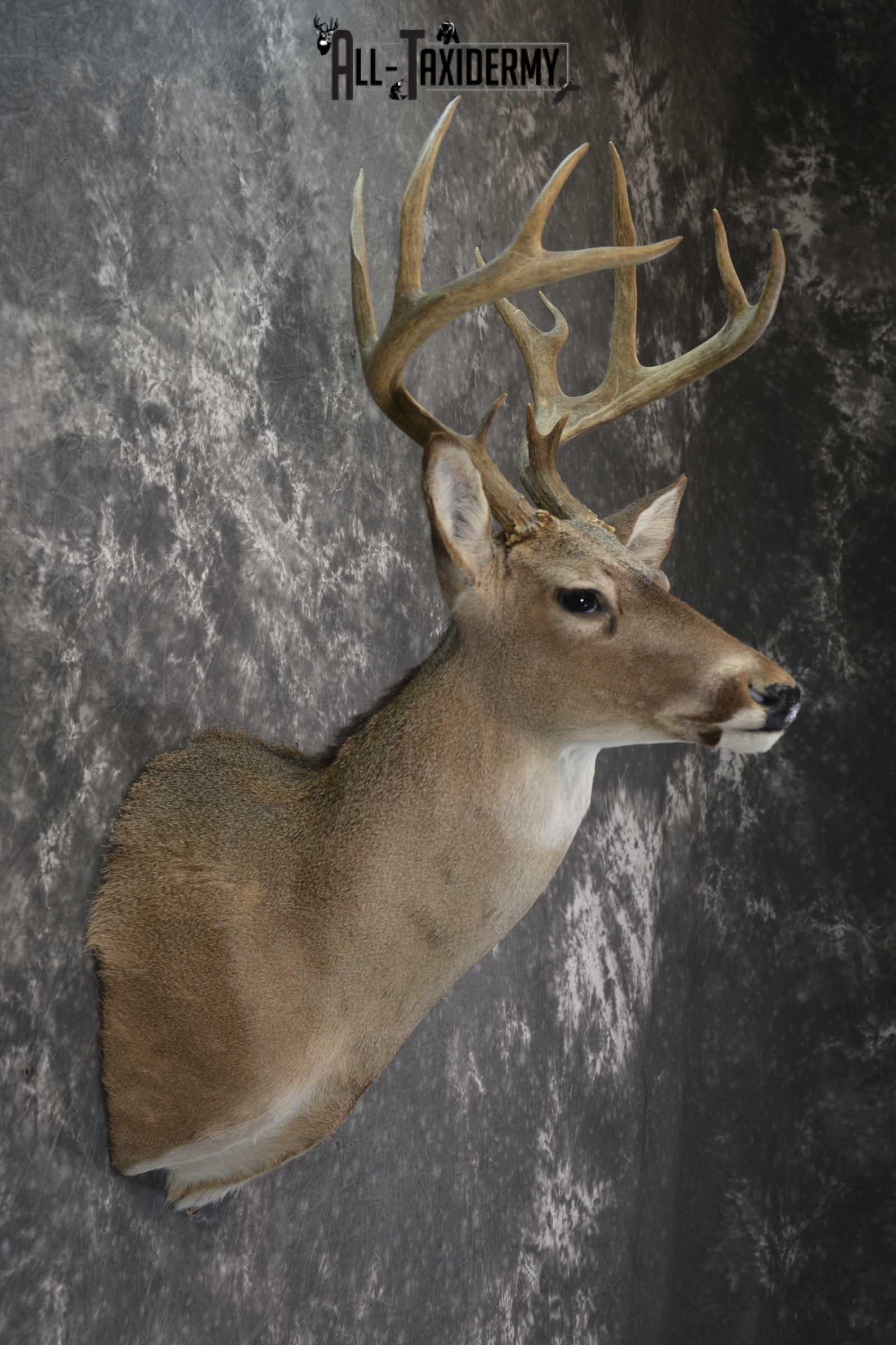 Whitetail taxidermy shoulder mount for sale SKU 1842 - Image 5