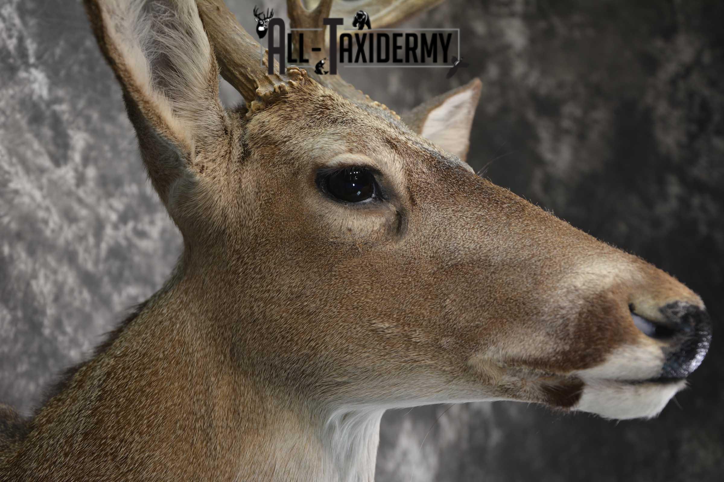 Whitetail taxidermy shoulder mount for sale SKU 1842 - Image 4