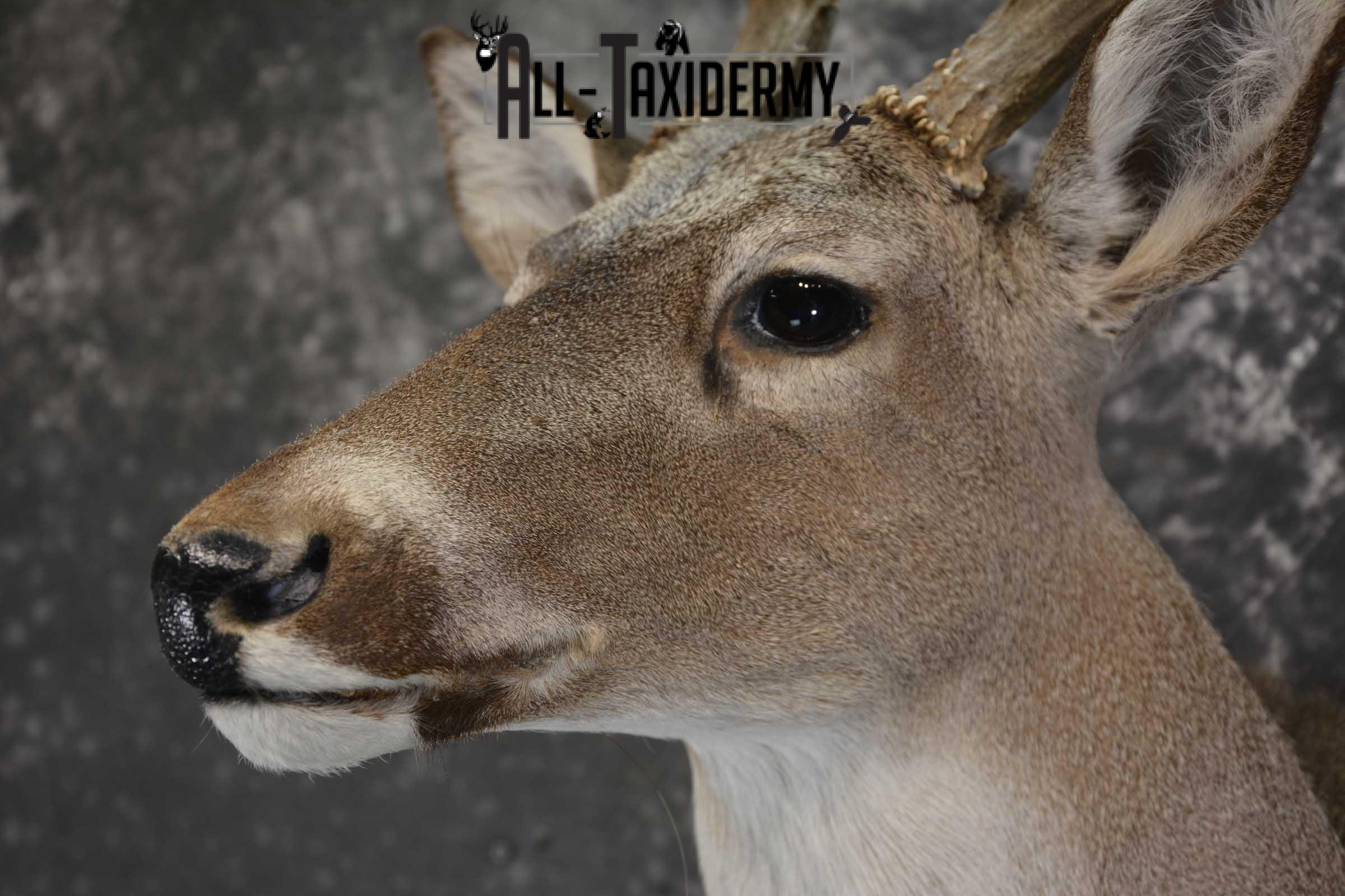 Whitetail taxidermy shoulder mount for sale SKU 1842 - Image 3