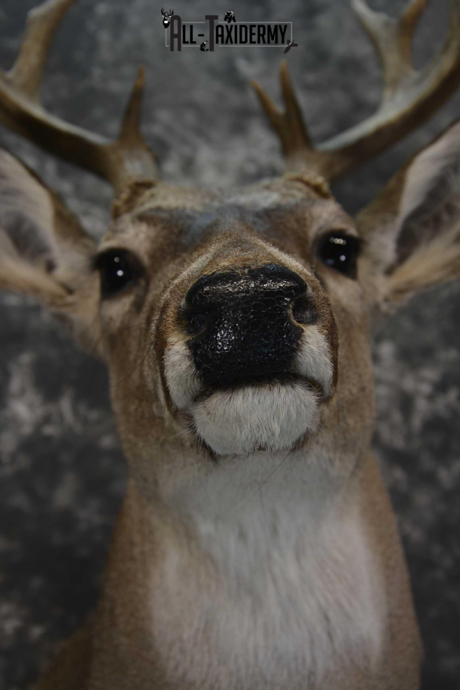 Whitetail taxidermy shoulder mount for sale SKU 1842 - Image 2