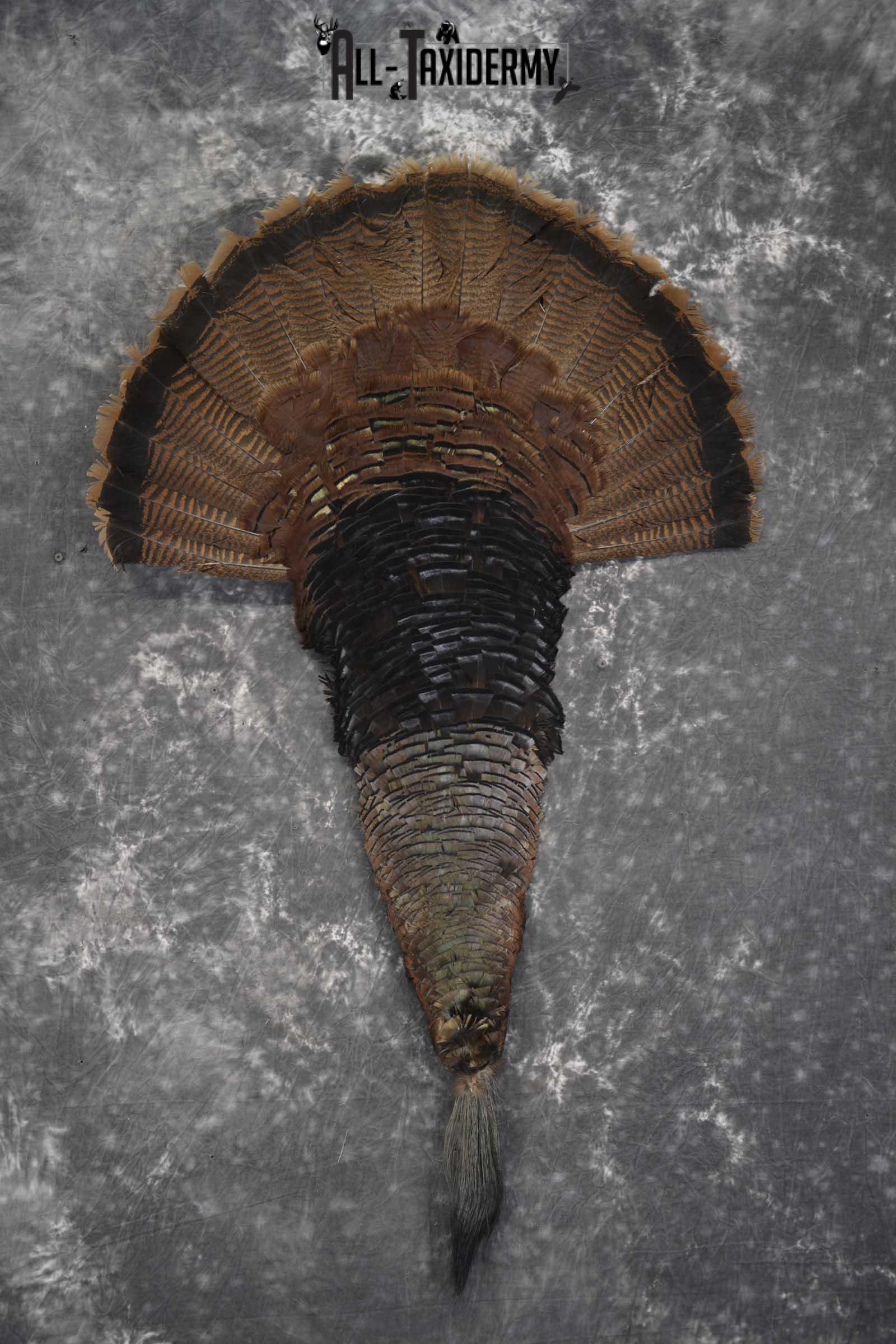 Deluxe Turkey tail fan and beard taxidermy display for sale SKU 1851
