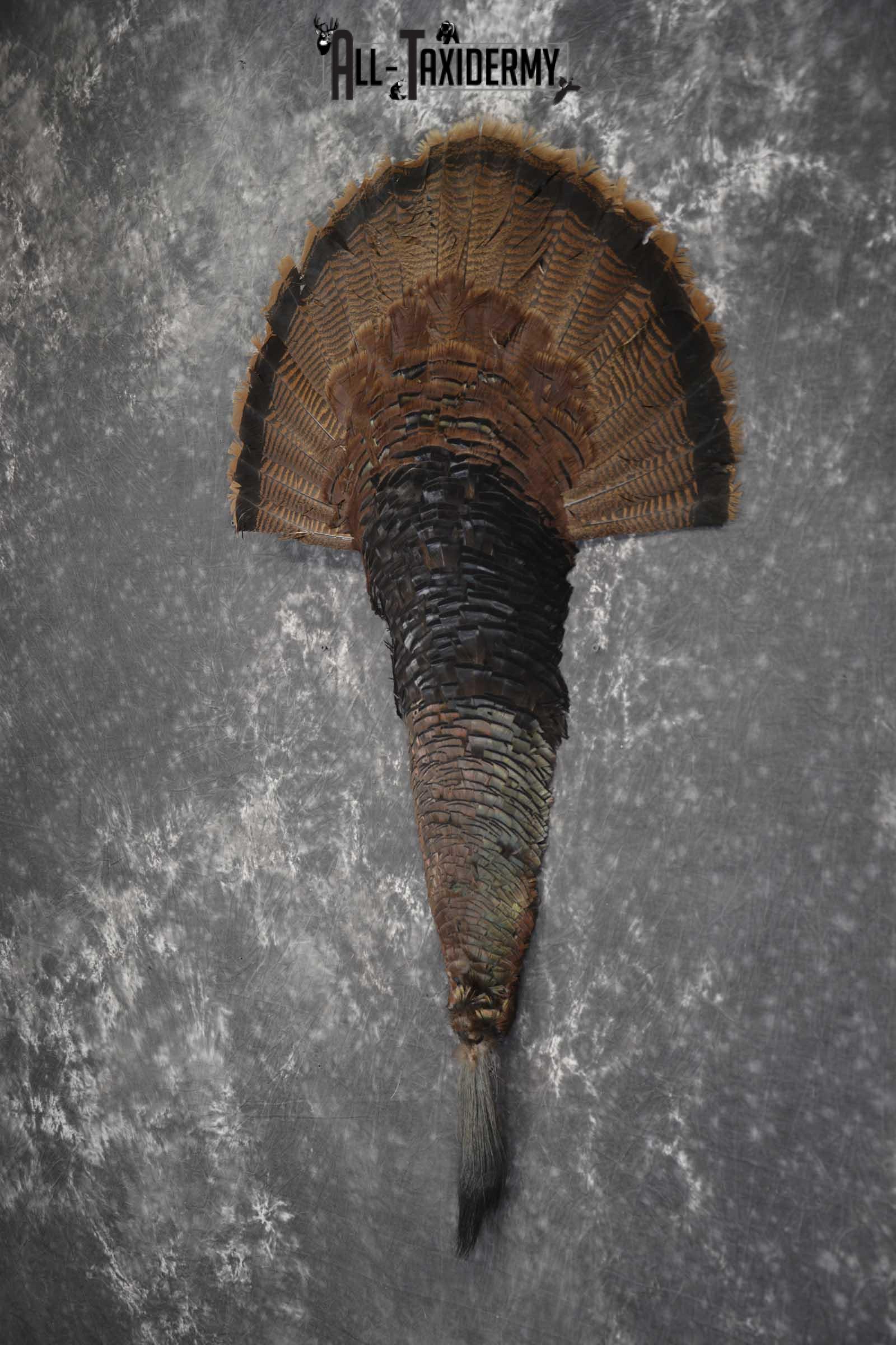 Deluxe Turkey tail fan and beard taxidermy display for sale SKU 1851 - Image 3