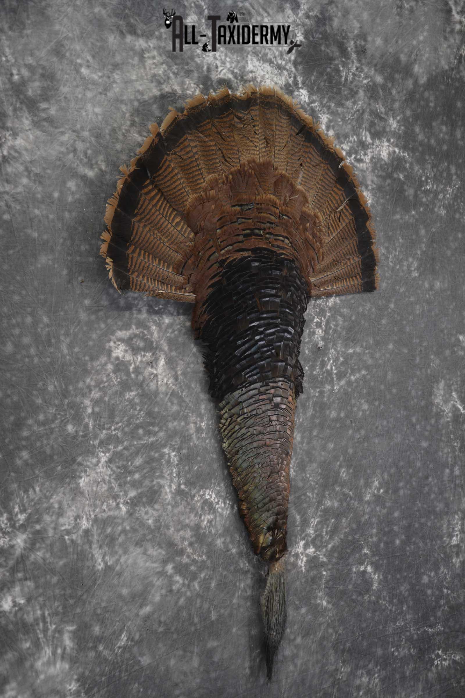Deluxe Turkey tail fan and beard taxidermy display for sale SKU 1851 - Image 2