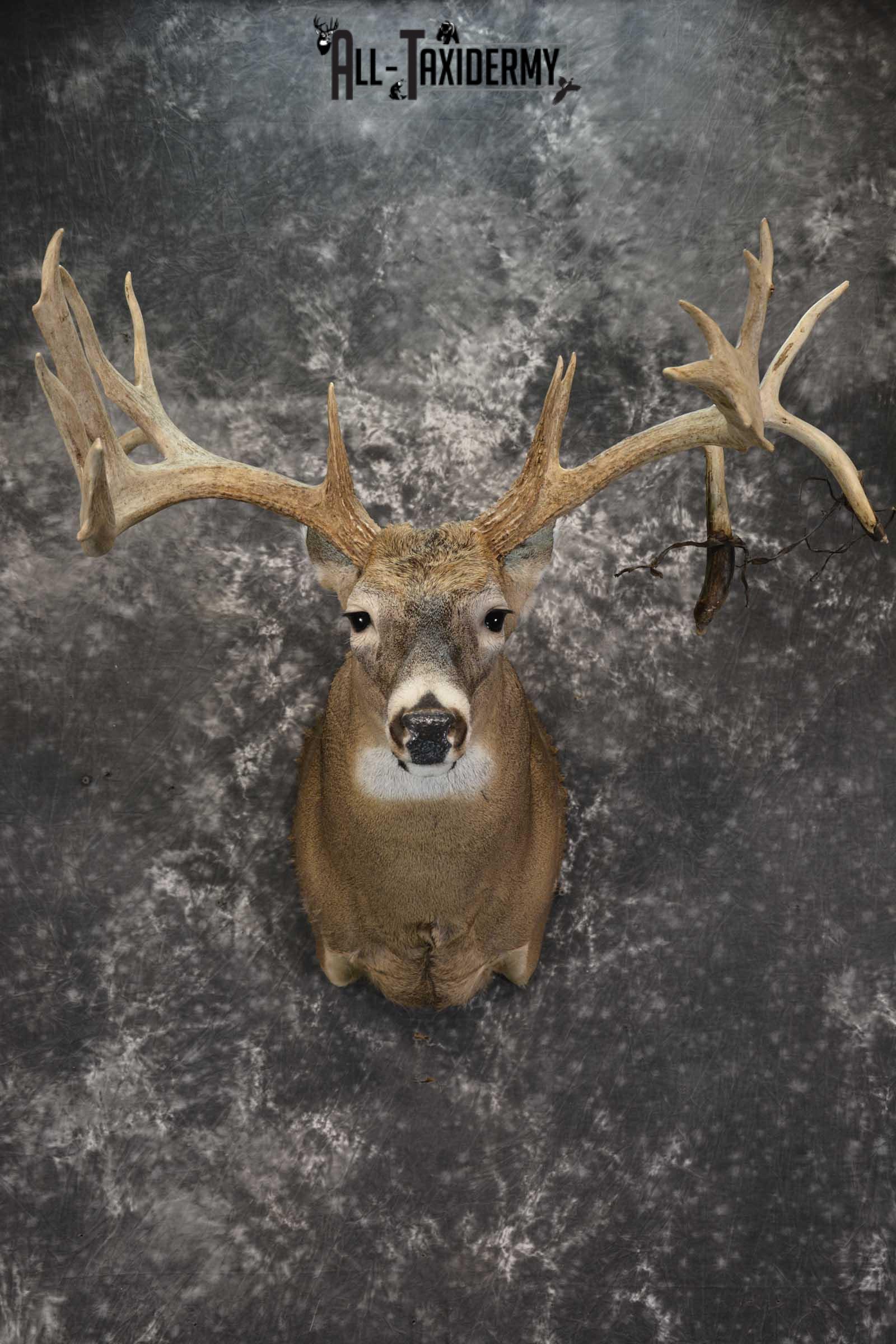 Wild Whitetail Triple Drop Tine Taxidermy Mount for Sale SKU 1837