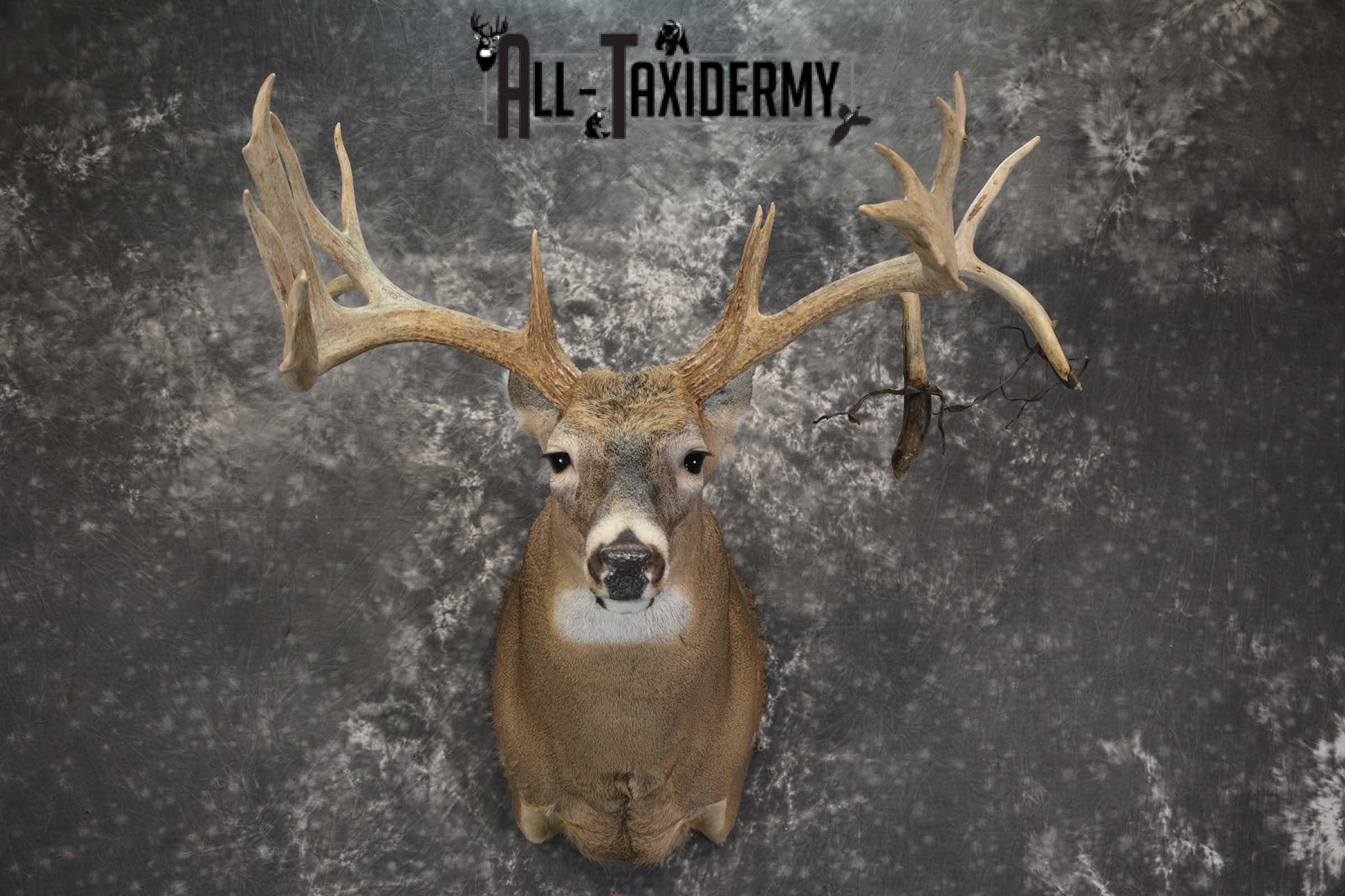 Wild Whitetail Triple Drop Tine Taxidermy Mount for Sale SKU 1837 - Image 9