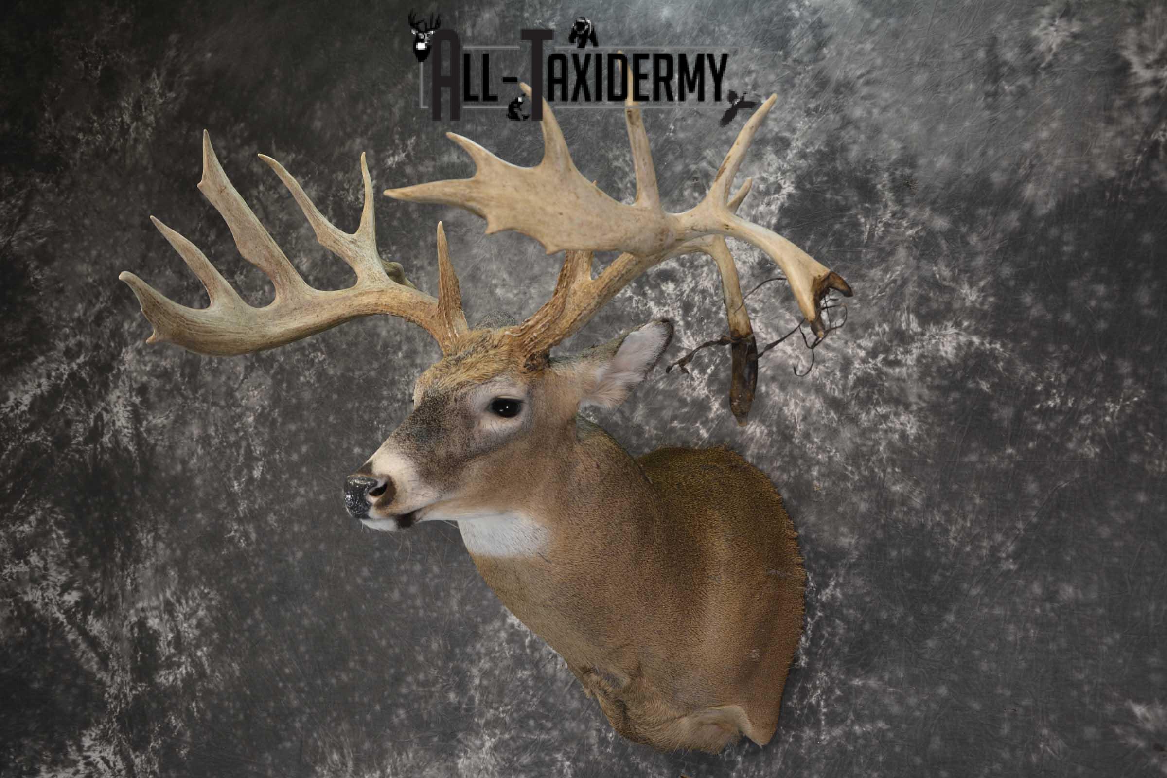 Wild Whitetail Triple Drop Tine Taxidermy Mount for Sale SKU 1837 - Image 8