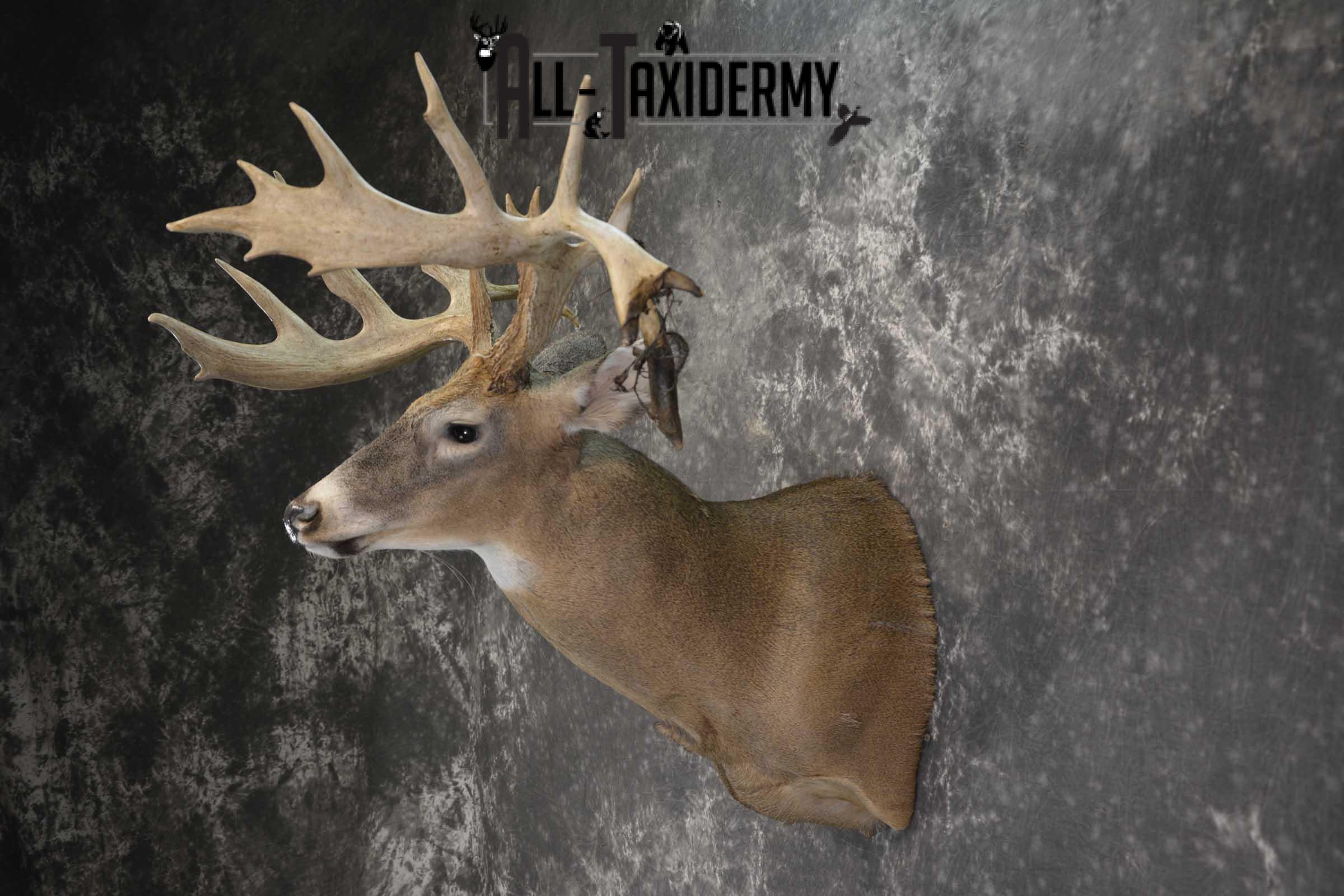Wild Whitetail Triple Drop Tine Taxidermy Mount for Sale SKU 1837 - Image 7