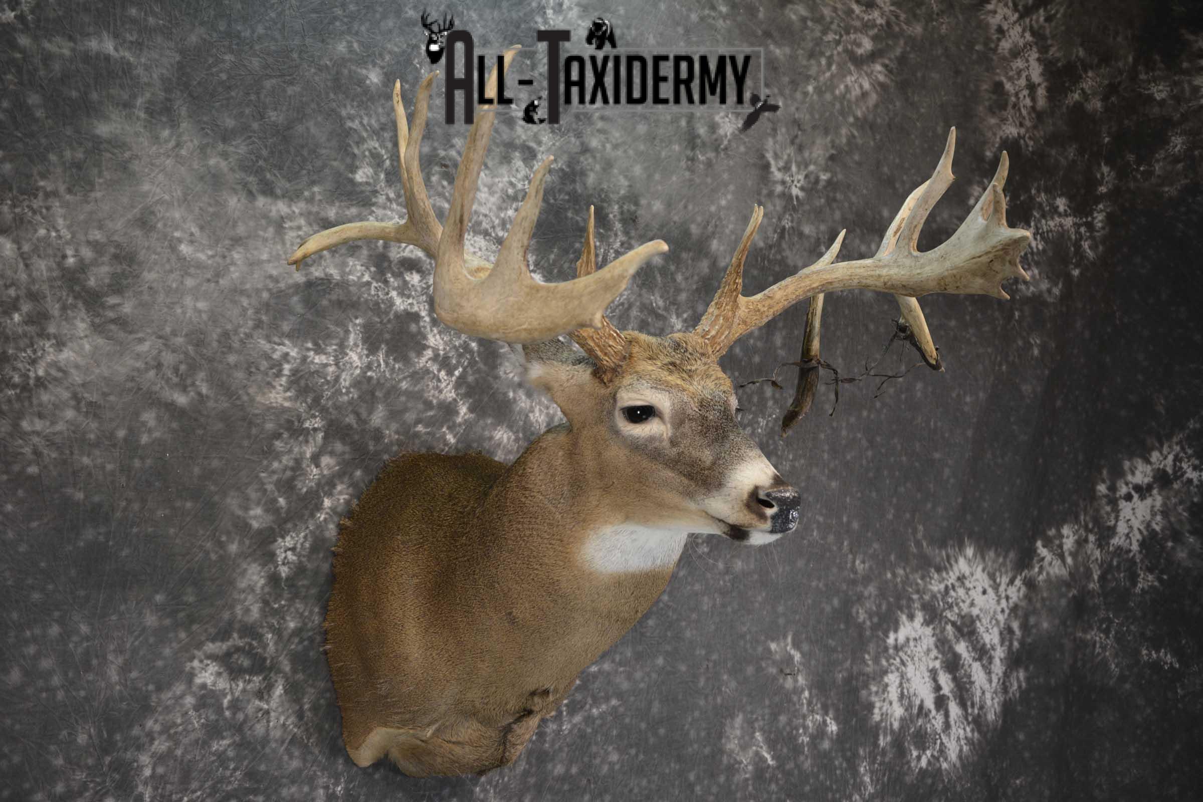 Wild Whitetail Triple Drop Tine Taxidermy Mount for Sale SKU 1837 - Image 6