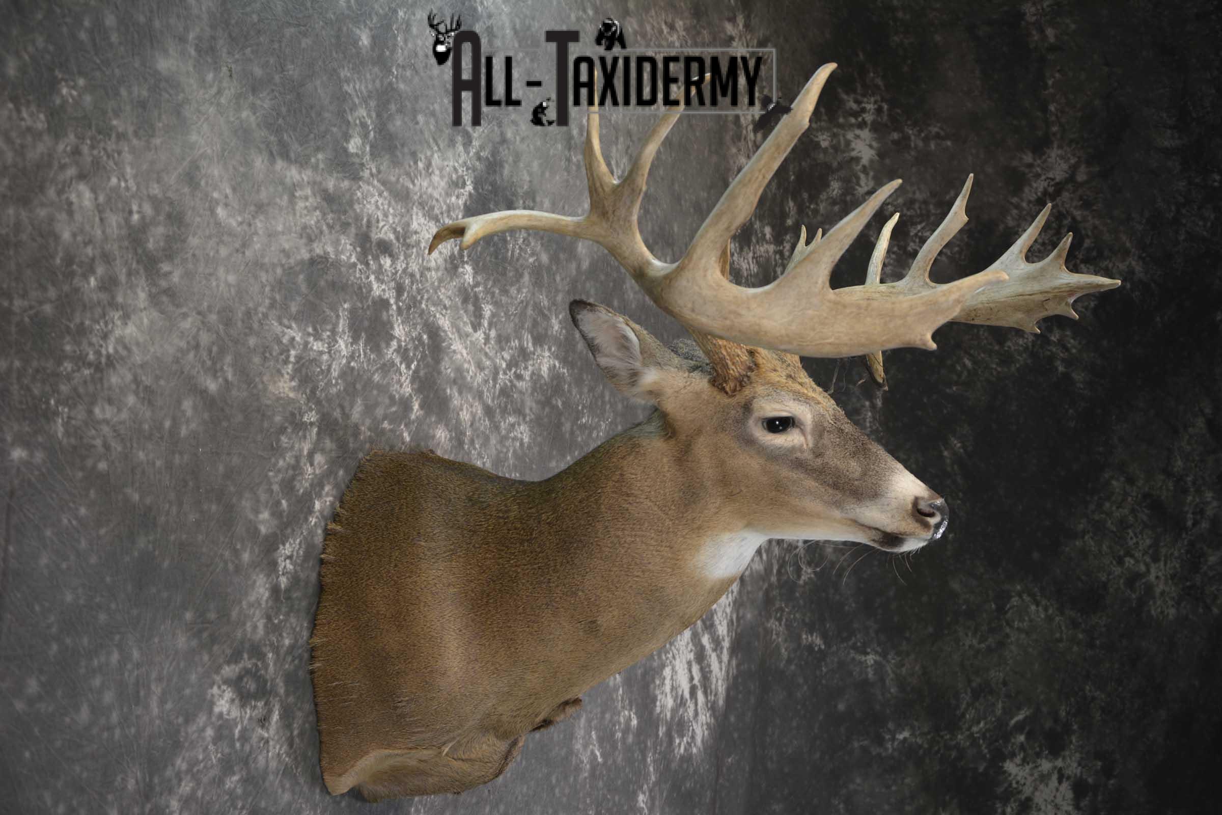 Wild Whitetail Triple Drop Tine Taxidermy Mount for Sale SKU 1837 - Image 5