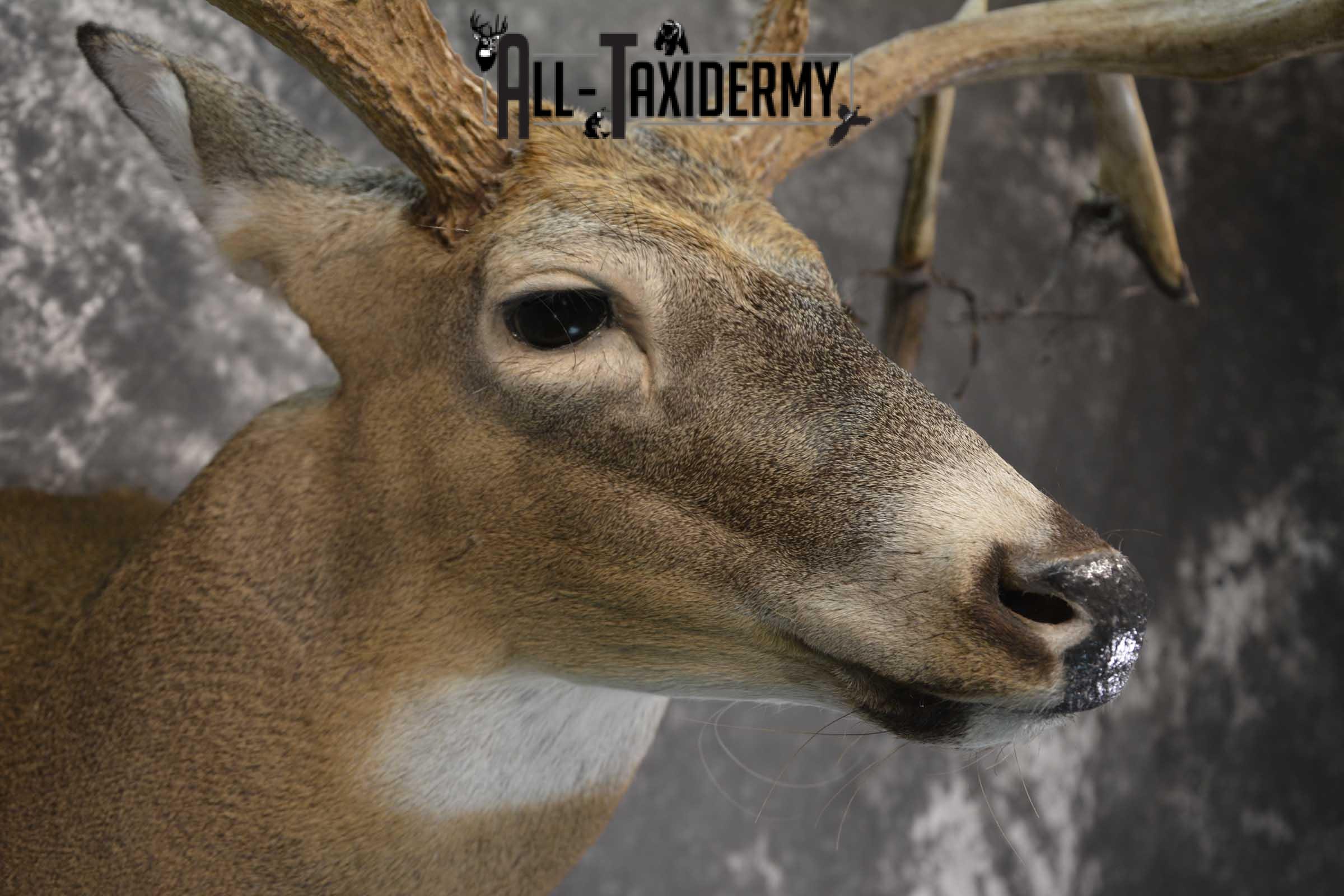 Wild Whitetail Triple Drop Tine Taxidermy Mount for Sale SKU 1837 - Image 4