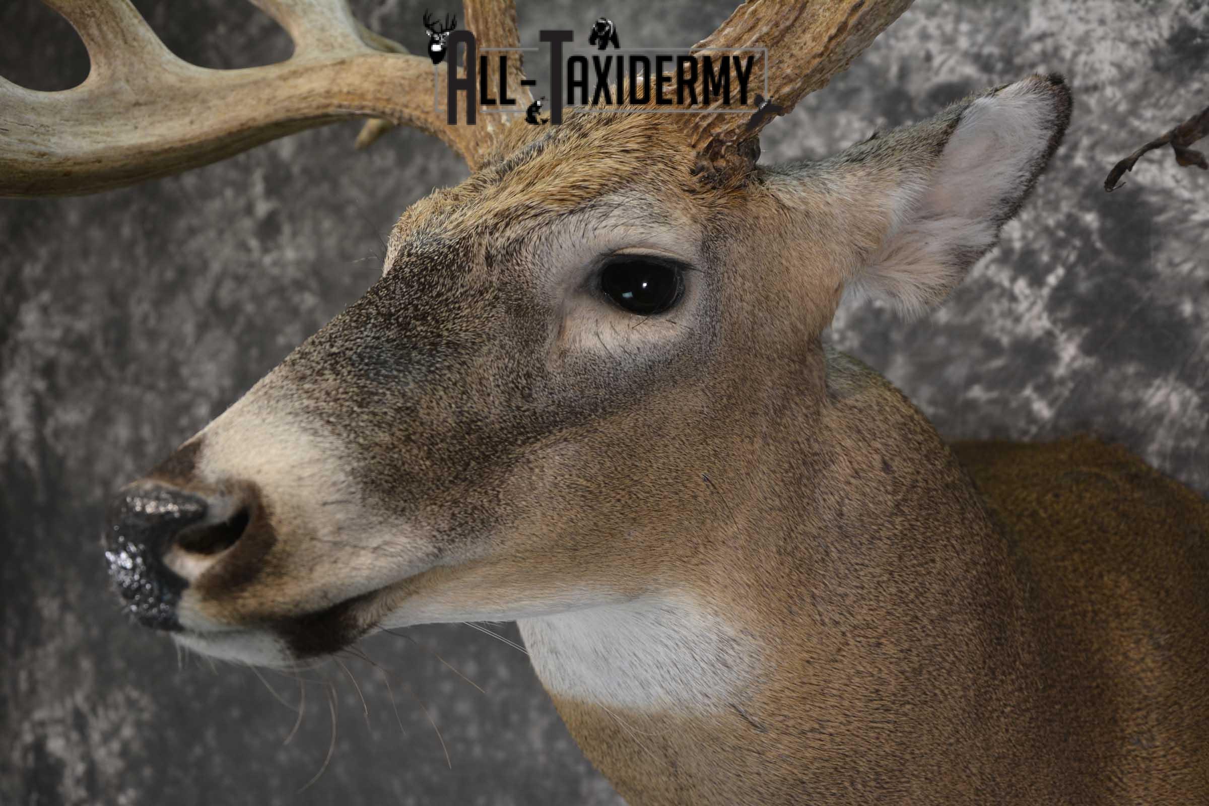 Wild Whitetail Triple Drop Tine Taxidermy Mount for Sale SKU 1837 - Image 3