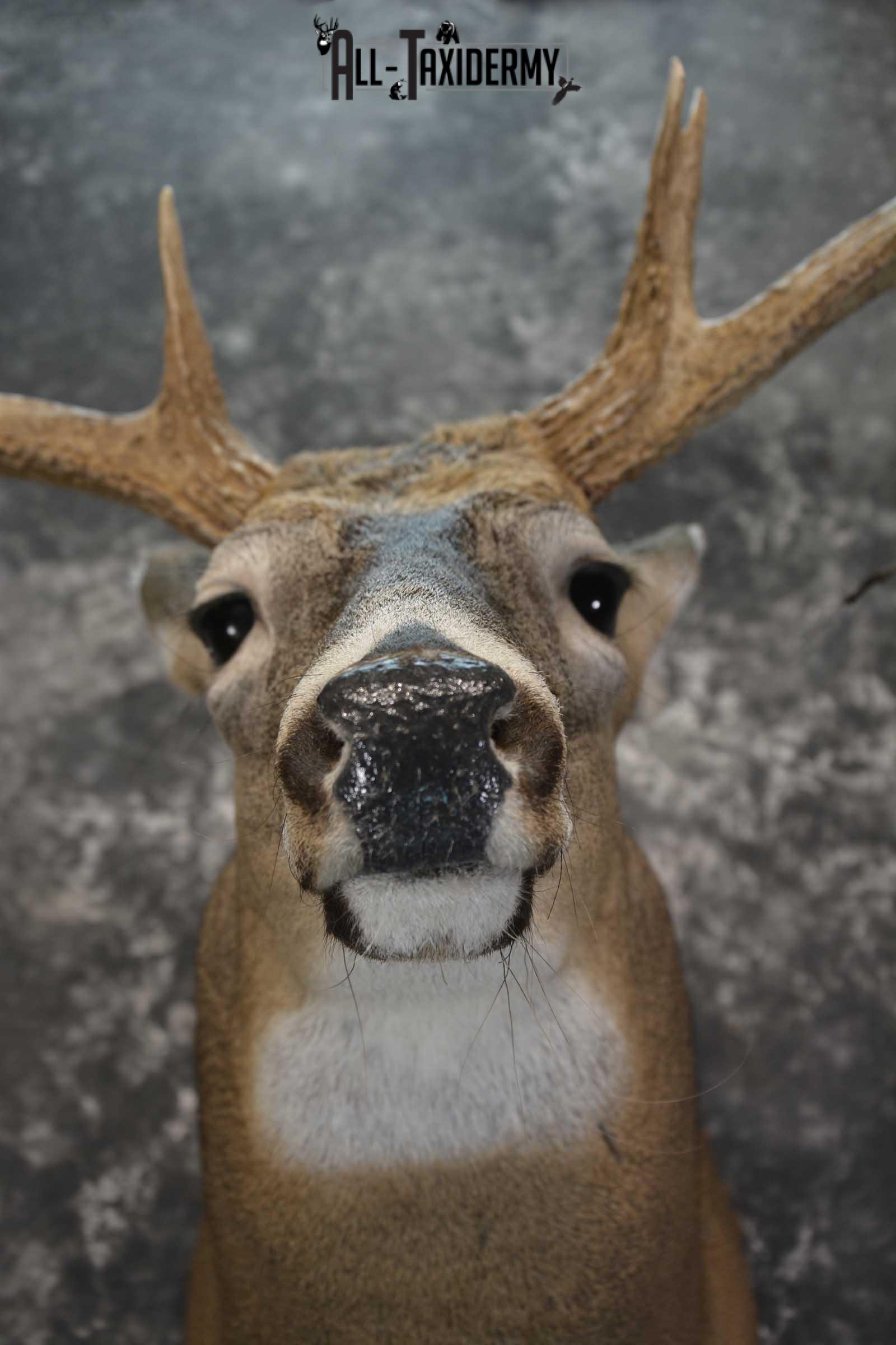 Wild Whitetail Triple Drop Tine Taxidermy Mount for Sale SKU 1837 - Image 2