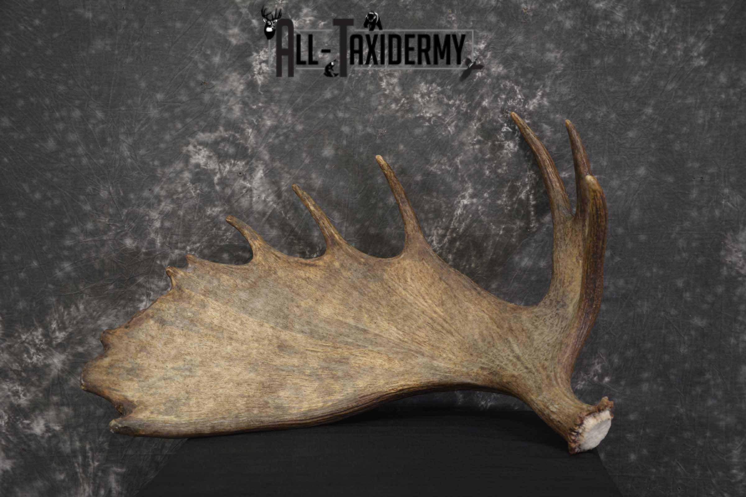 Single Moose Shed Taxidermy for sale SKU 1845 - Image 6