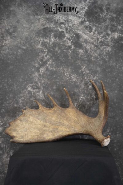 Single Moose Shed Taxidermy for sale SKU 1845