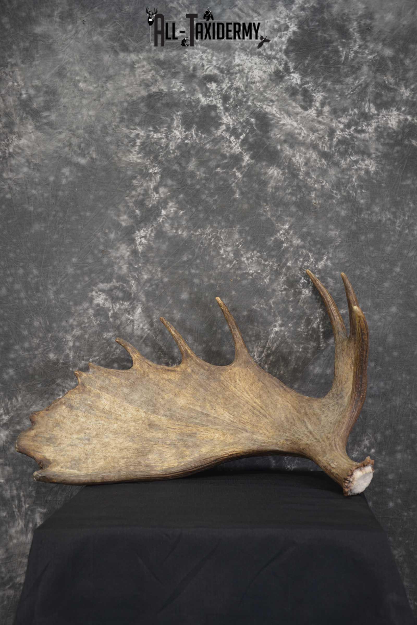 Single Moose Shed Taxidermy for sale SKU 1845