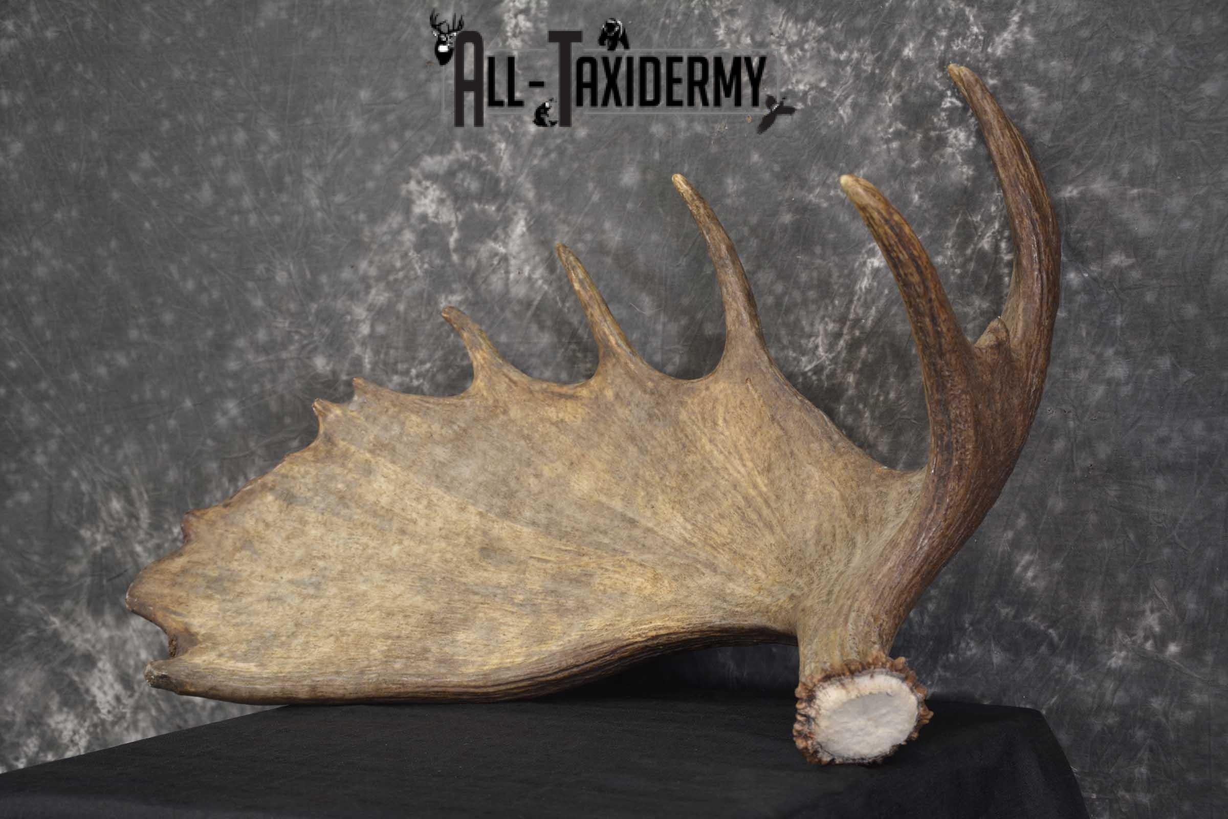 Single Moose Shed Taxidermy for sale SKU 1845 - Image 5
