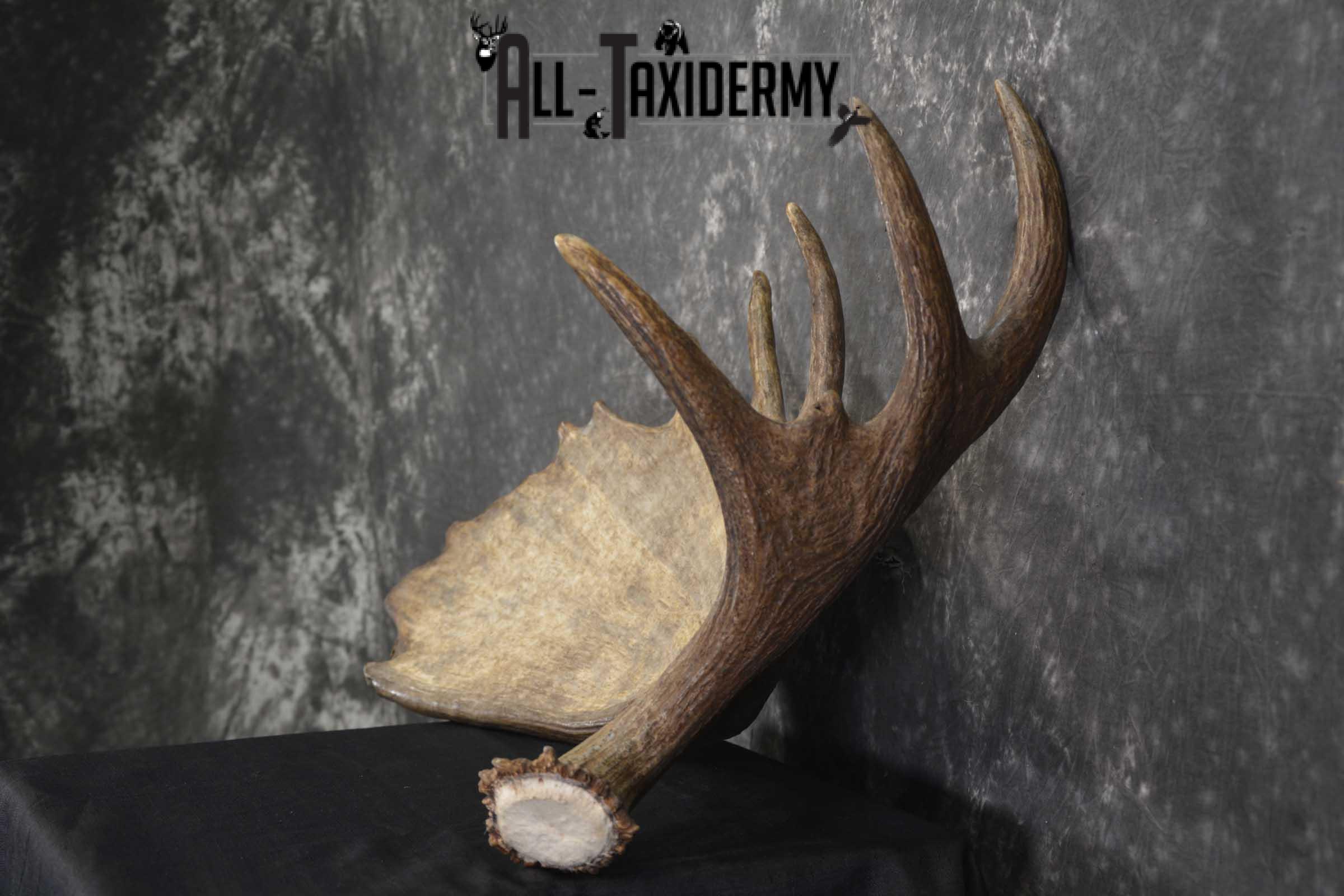 Single Moose Shed Taxidermy for sale SKU 1845 - Image 4