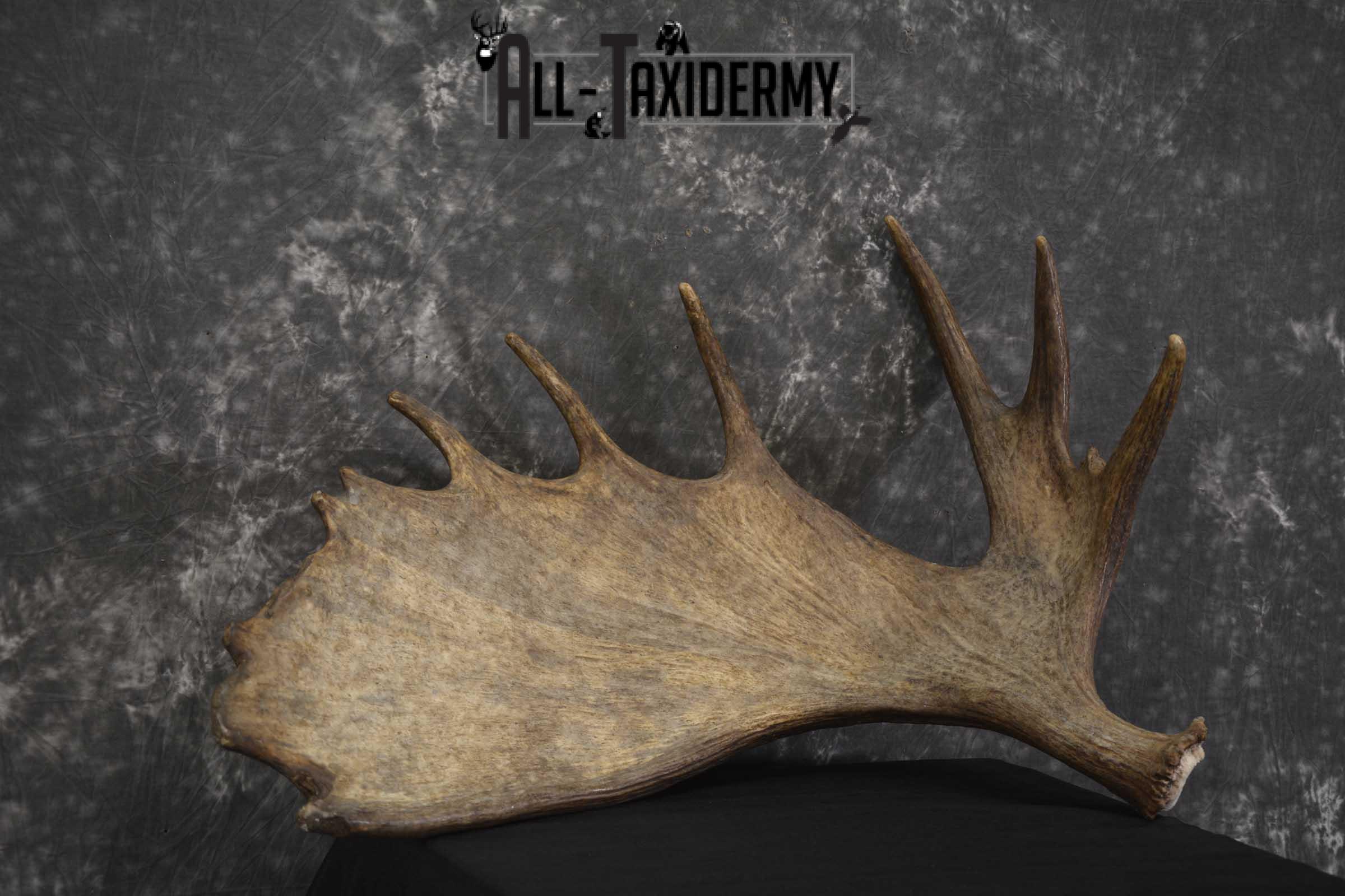 Single Moose Shed Taxidermy for sale SKU 1845 - Image 3