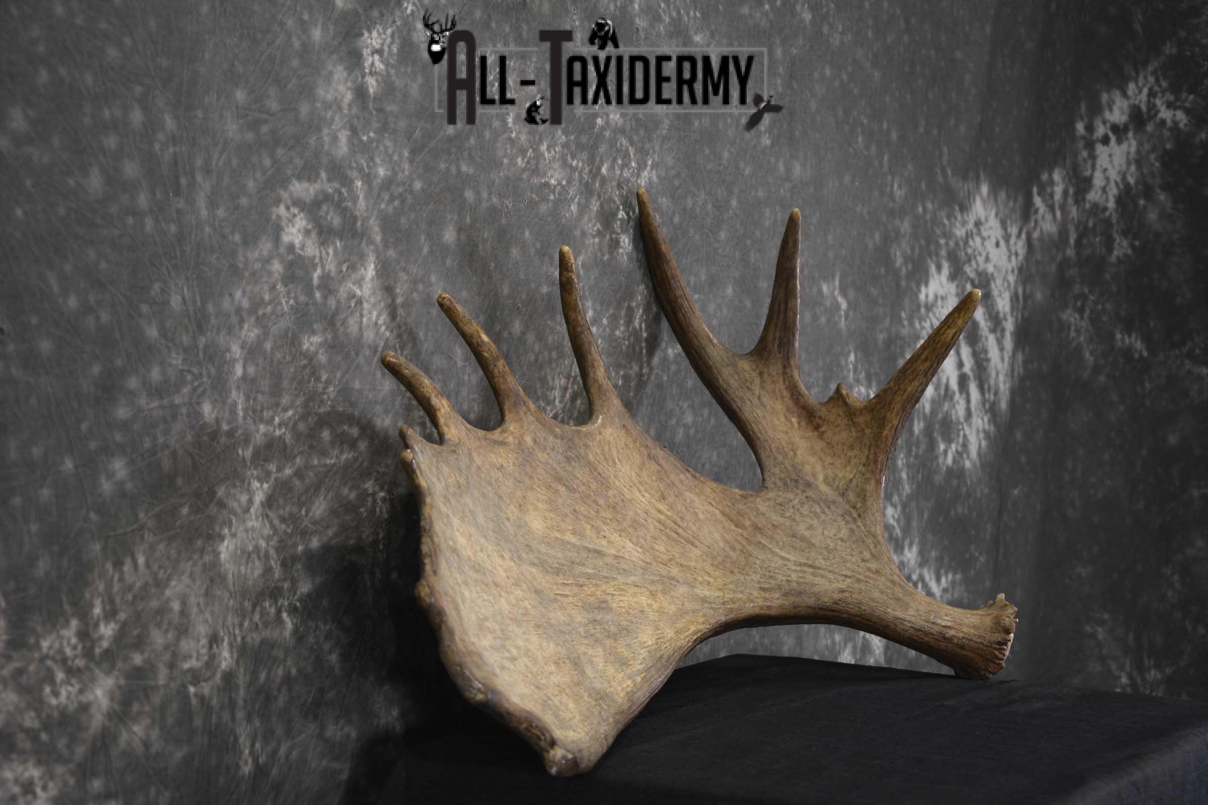 Single Moose Shed Taxidermy for sale SKU 1845 - Image 2