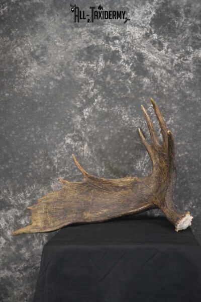 Single Moose Shed taxidermy for sale SKU 1847