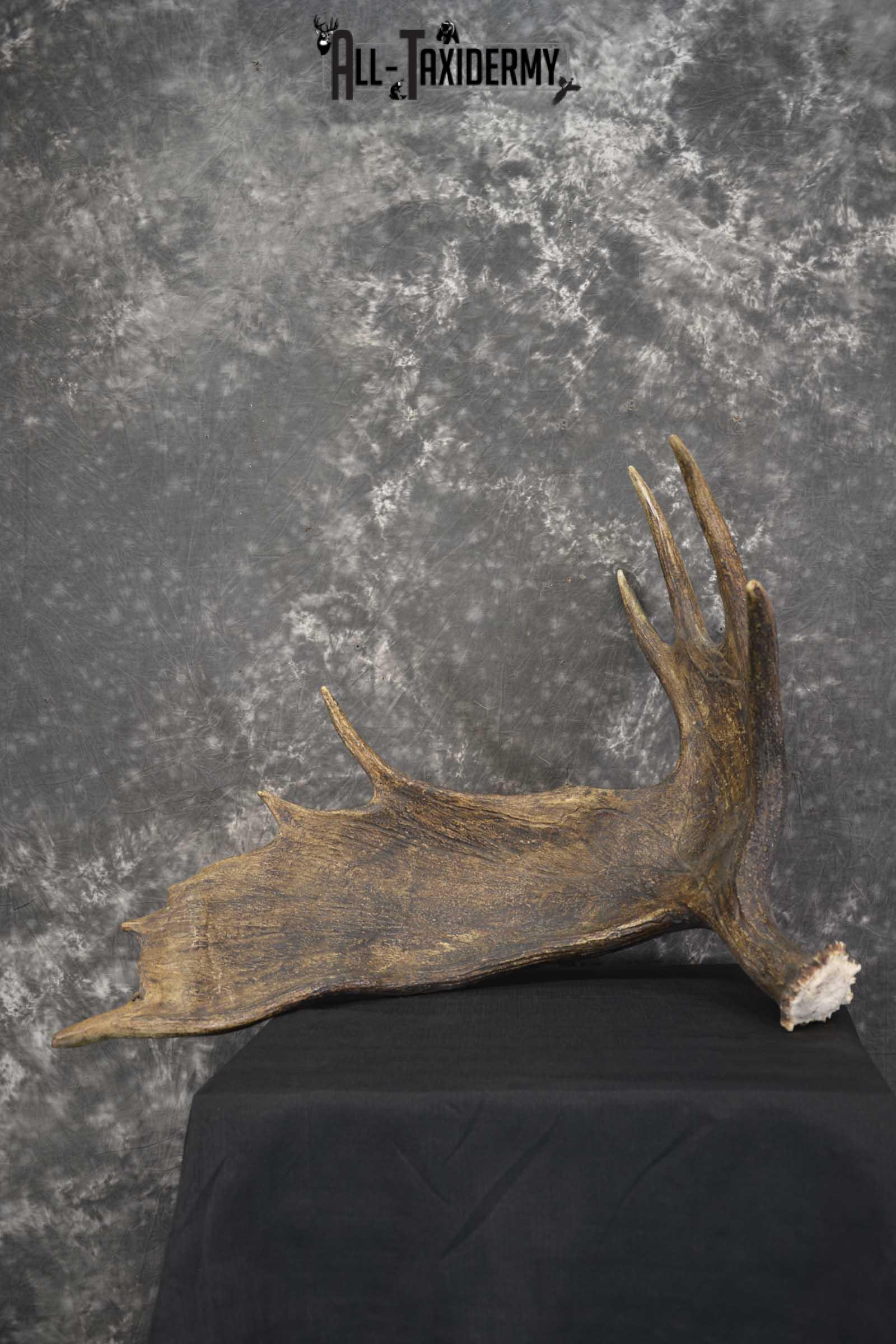 Single Moose Shed taxidermy for sale SKU 1847