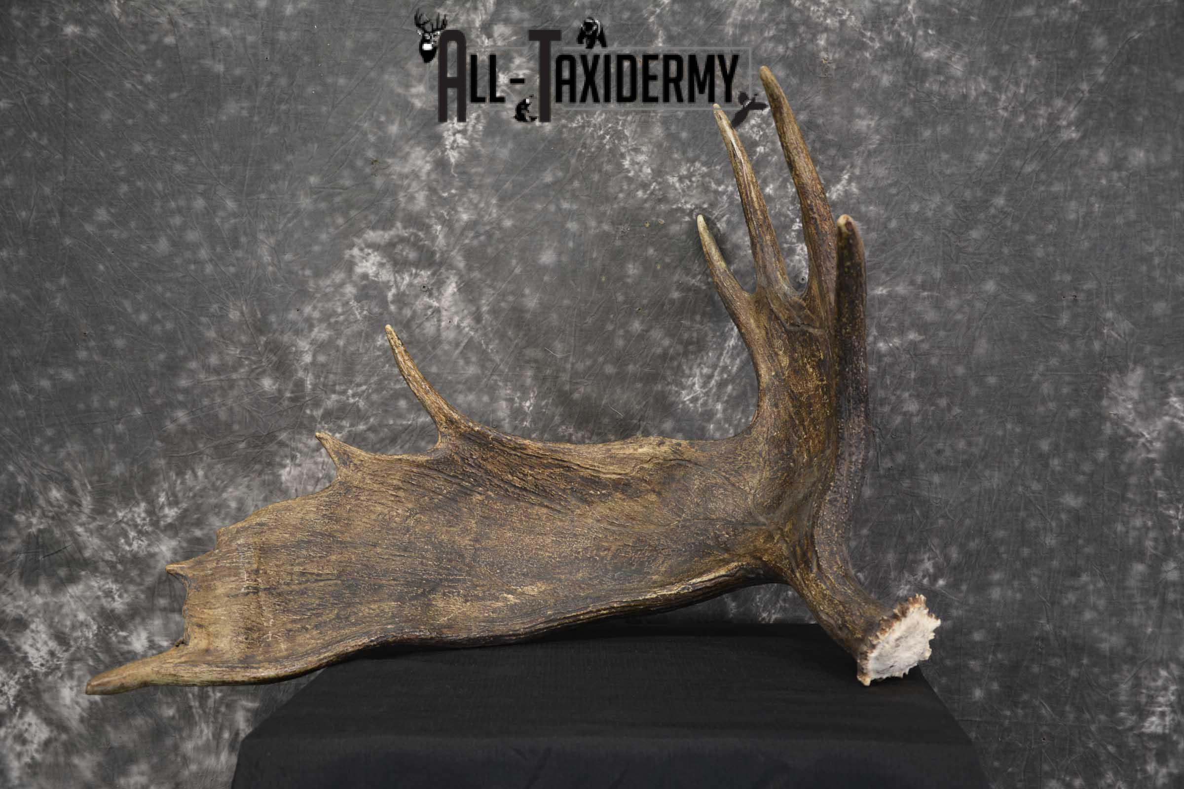 Single Moose Shed taxidermy for sale SKU 1847 - Image 6