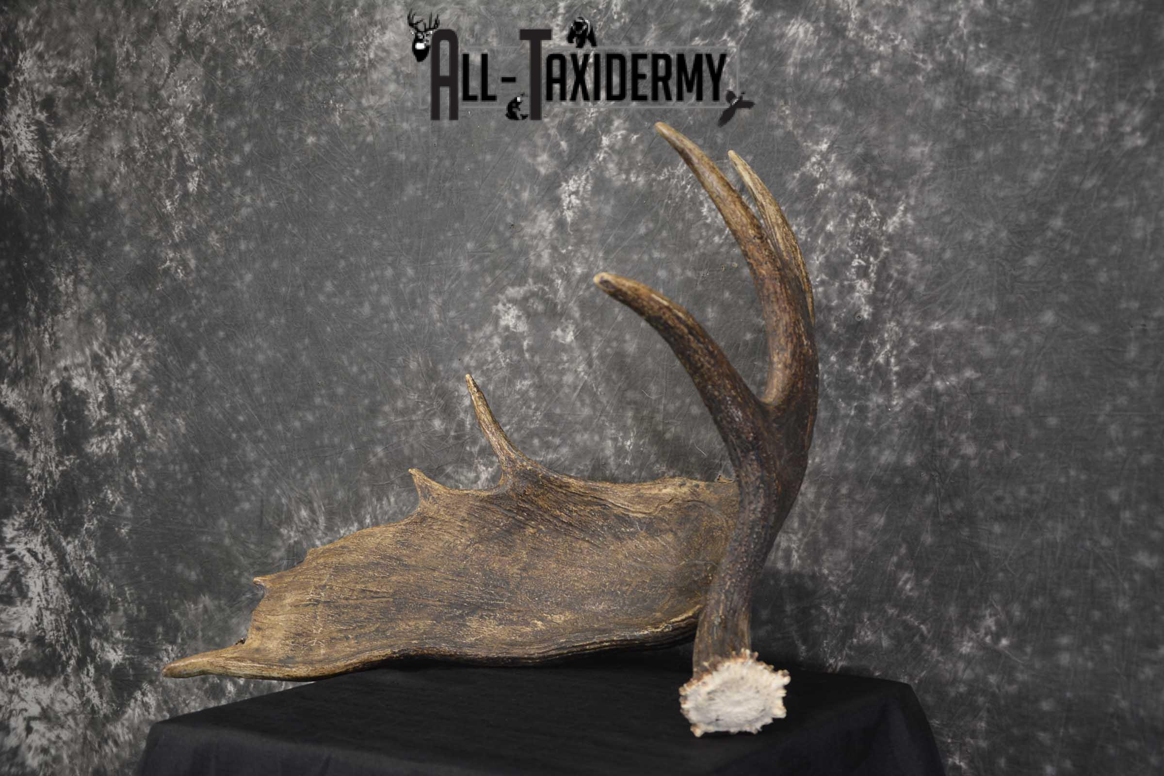Single Moose Shed taxidermy for sale SKU 1847 - Image 5