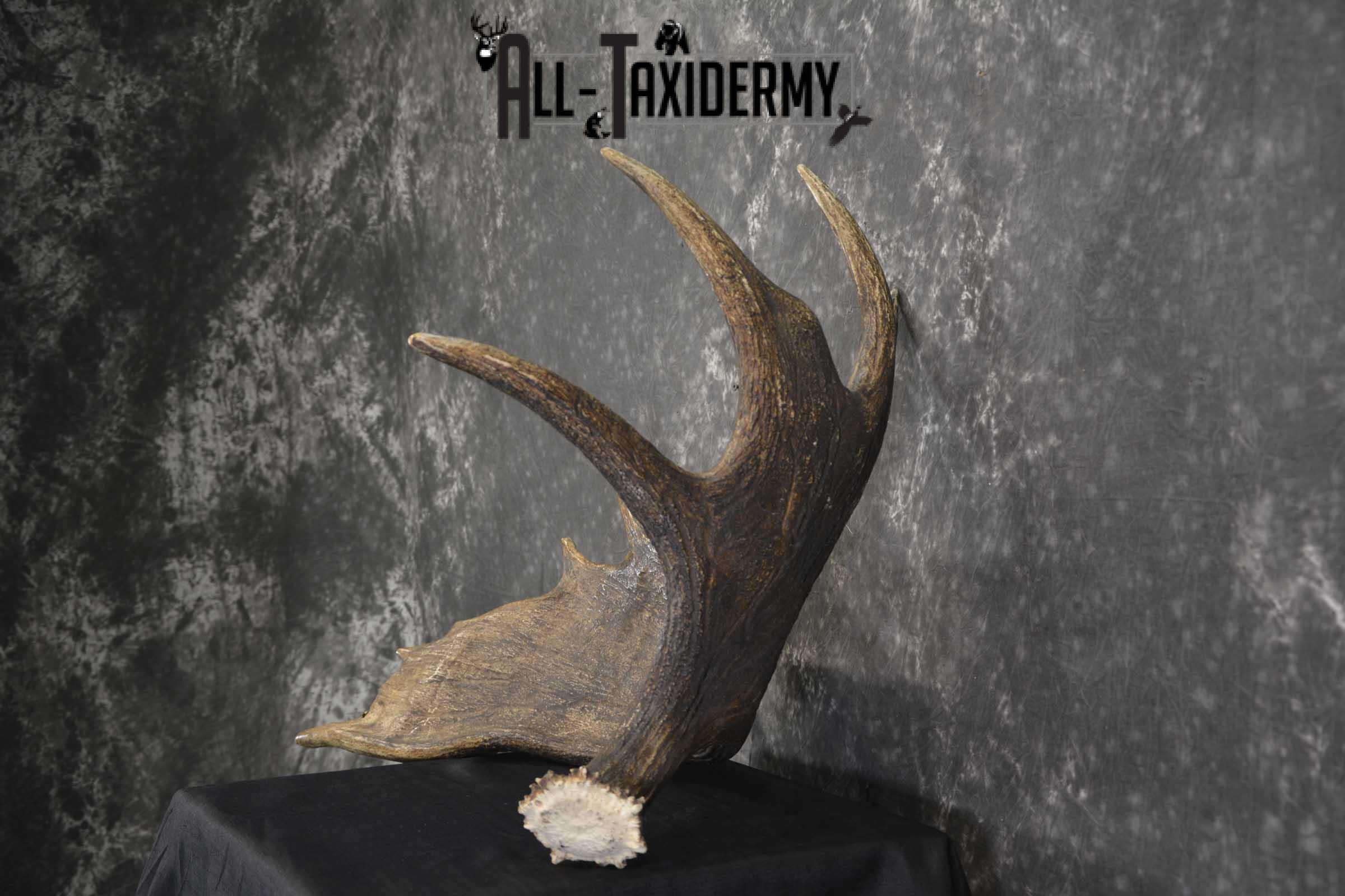Single Moose Shed taxidermy for sale SKU 1847 - Image 4
