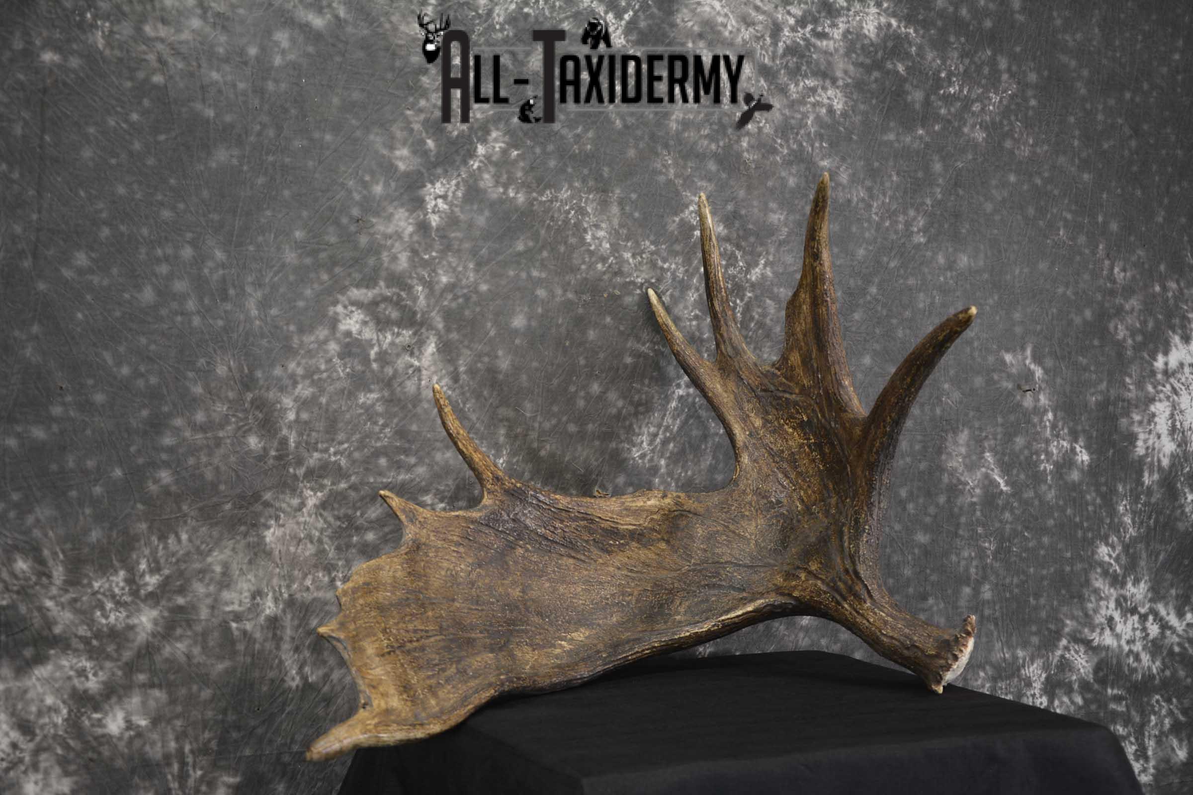 Single Moose Shed taxidermy for sale SKU 1847 - Image 3