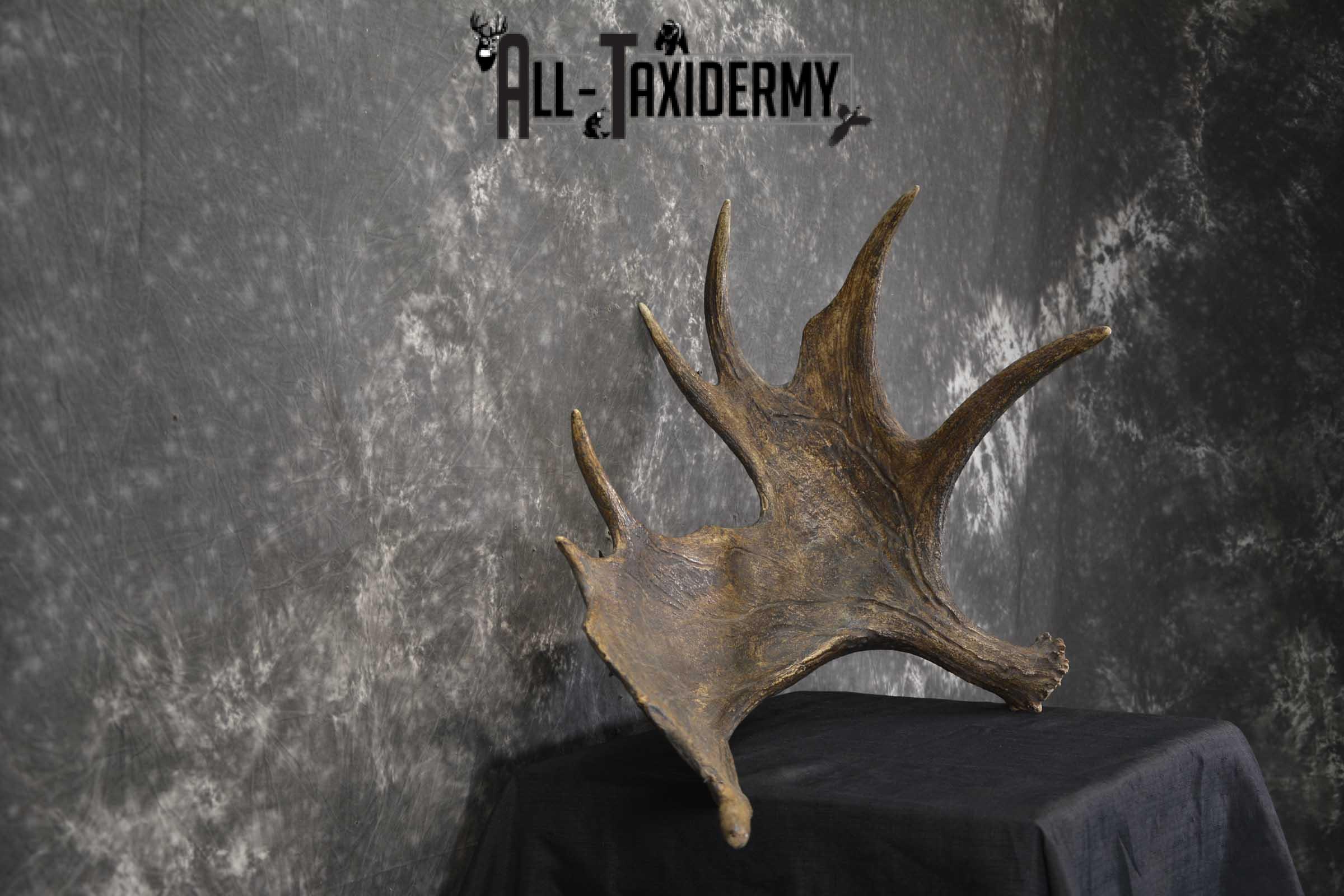 Single Moose Shed taxidermy for sale SKU 1847 - Image 2