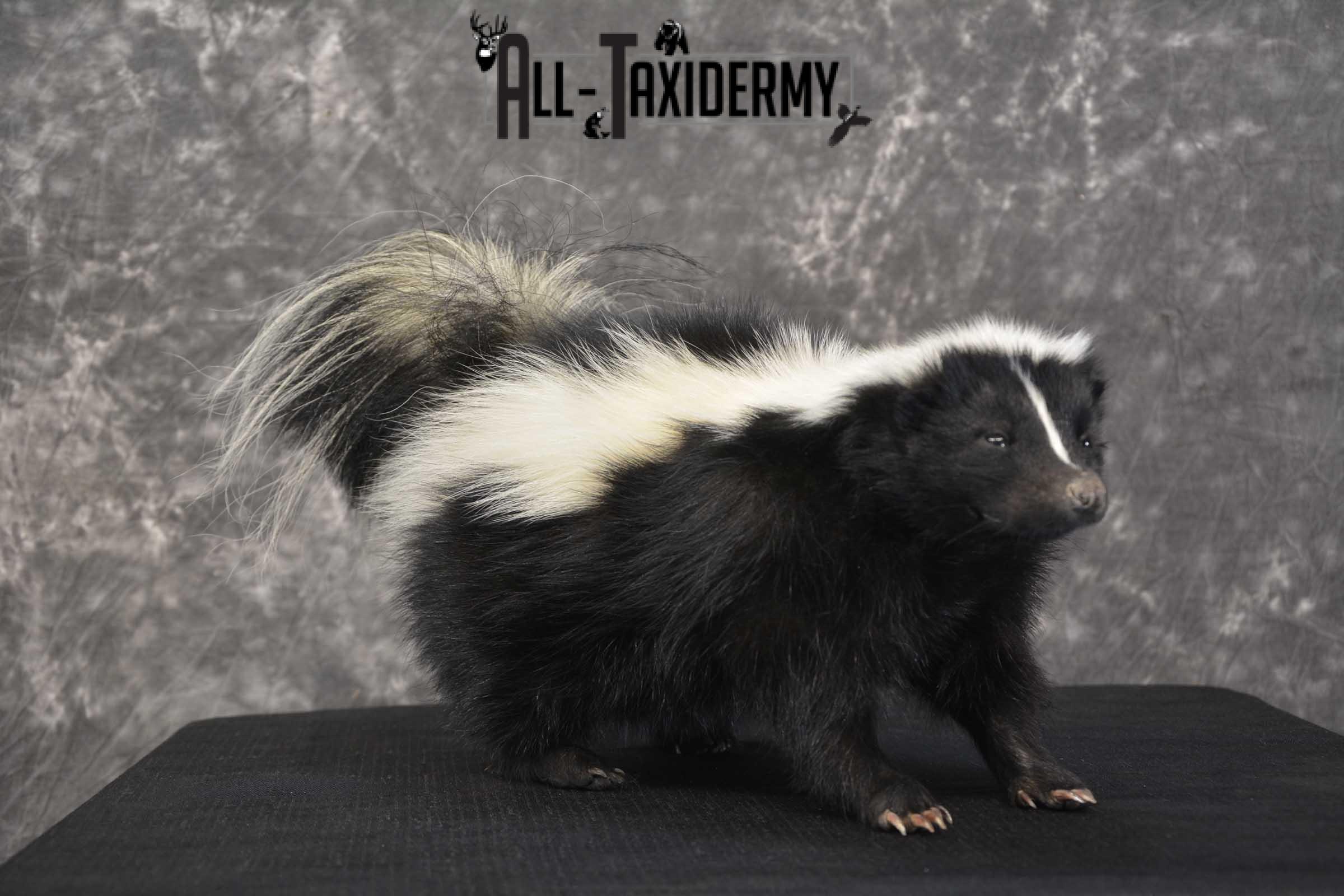 Skunk Taxidermy Mount for sale SKU 1829.2 - Image 6