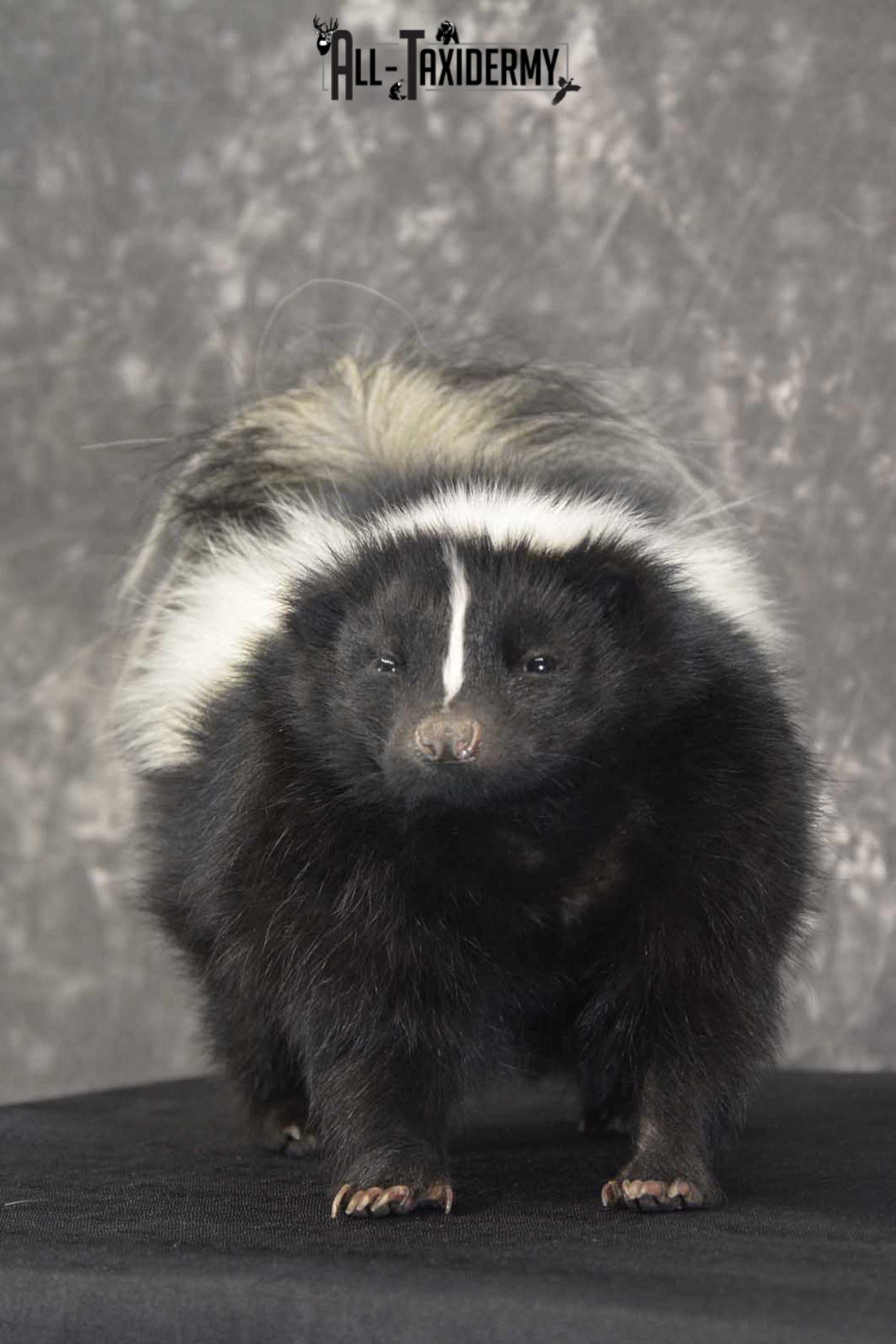 Skunk Taxidermy Mount for sale SKU 1829.2