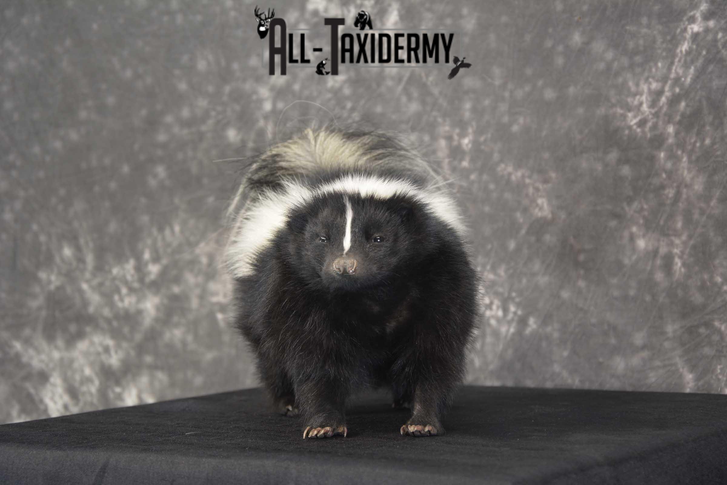 Skunk Taxidermy Mount for sale SKU 1829.2 - Image 5