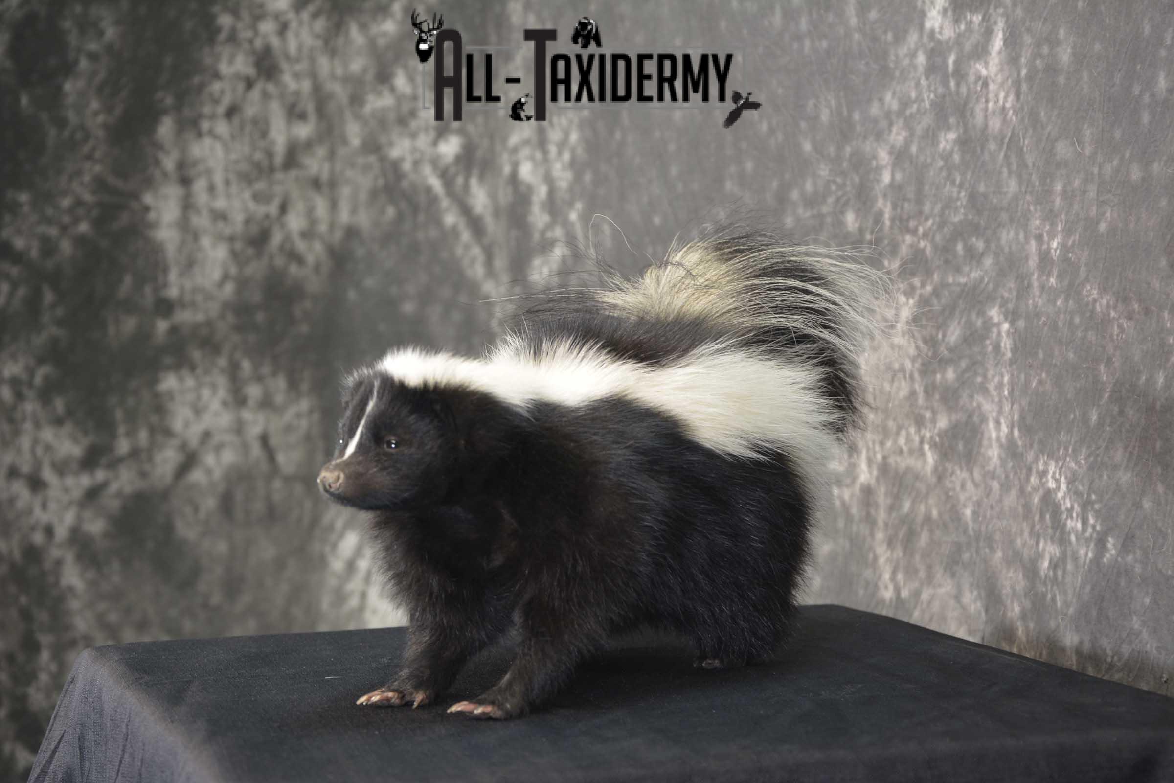 Skunk Taxidermy Mount for sale SKU 1829.2 - Image 4