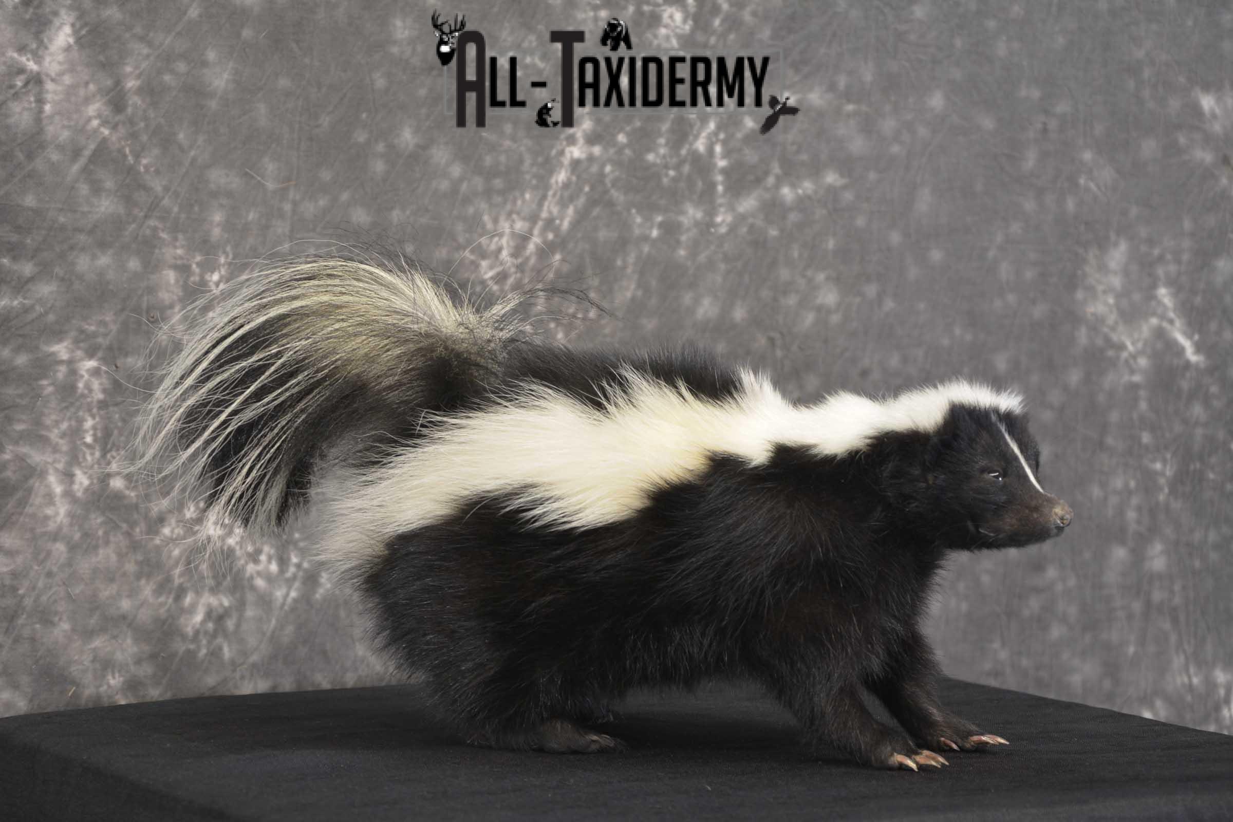Skunk Taxidermy Mount for sale SKU 1829.2 - Image 3