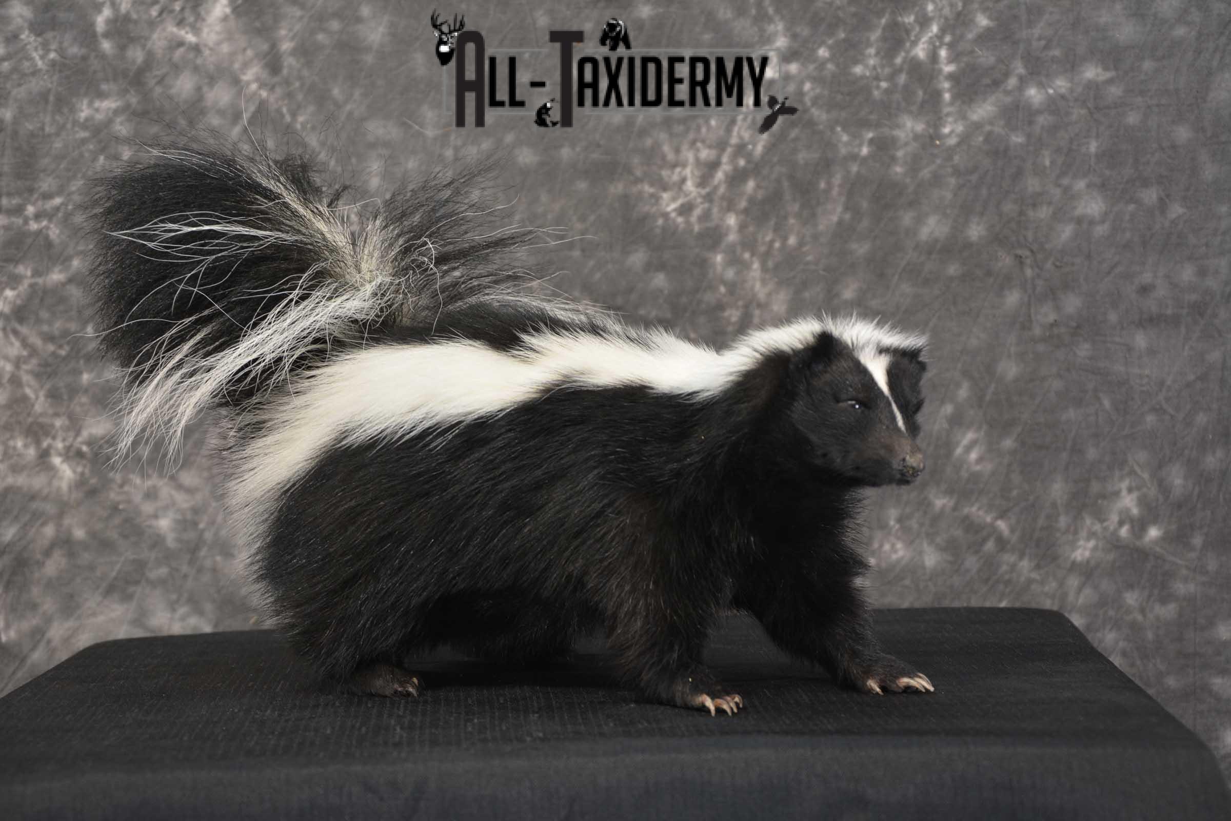 Skunk Taxidermy Mount for sale SKU 1829.1 - Image 6