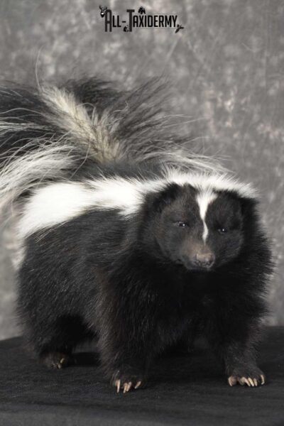 Skunk Taxidermy Mount for sale SKU 1829.1